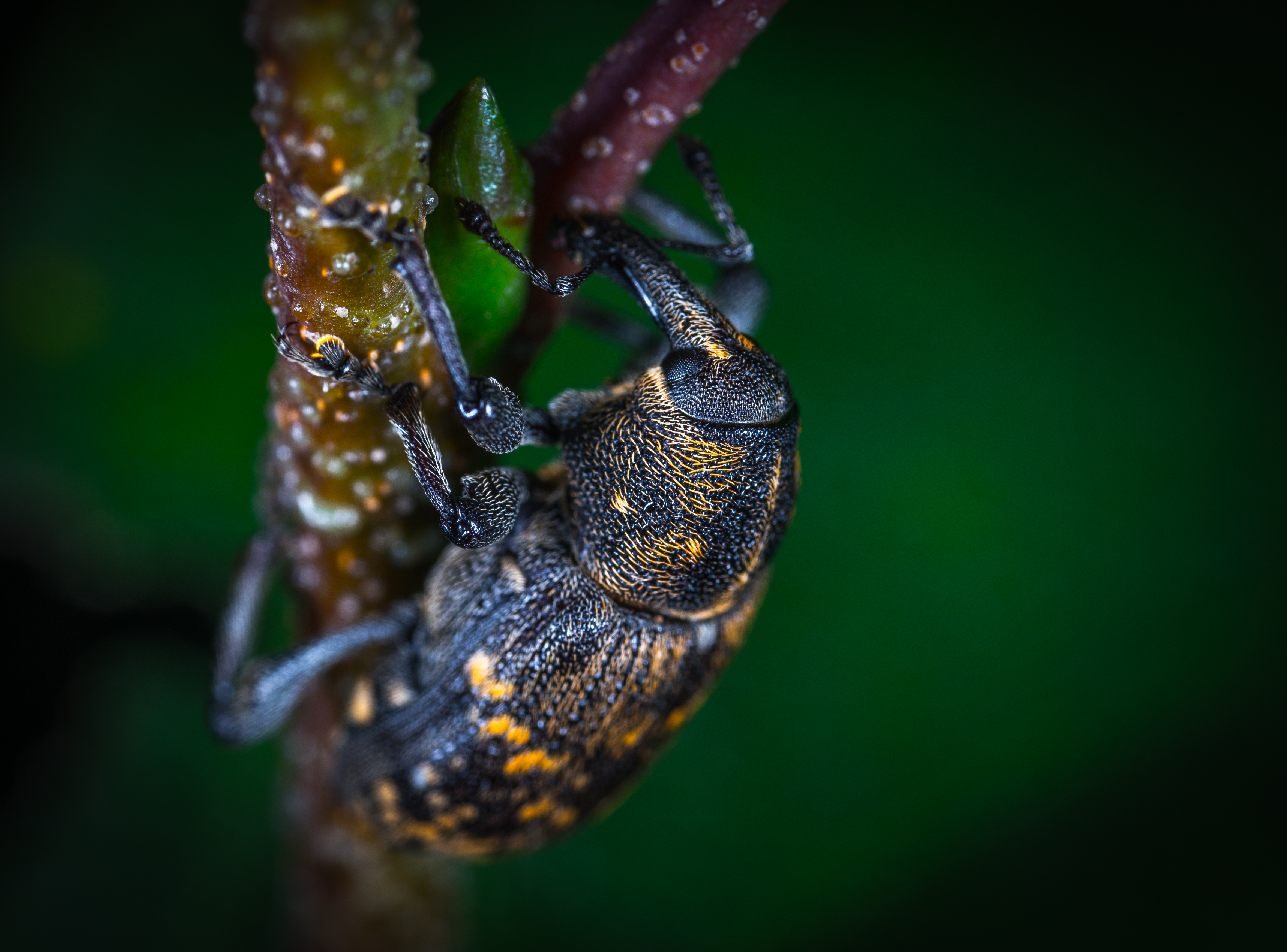 Wallpapers Cicada macro body on the desktop