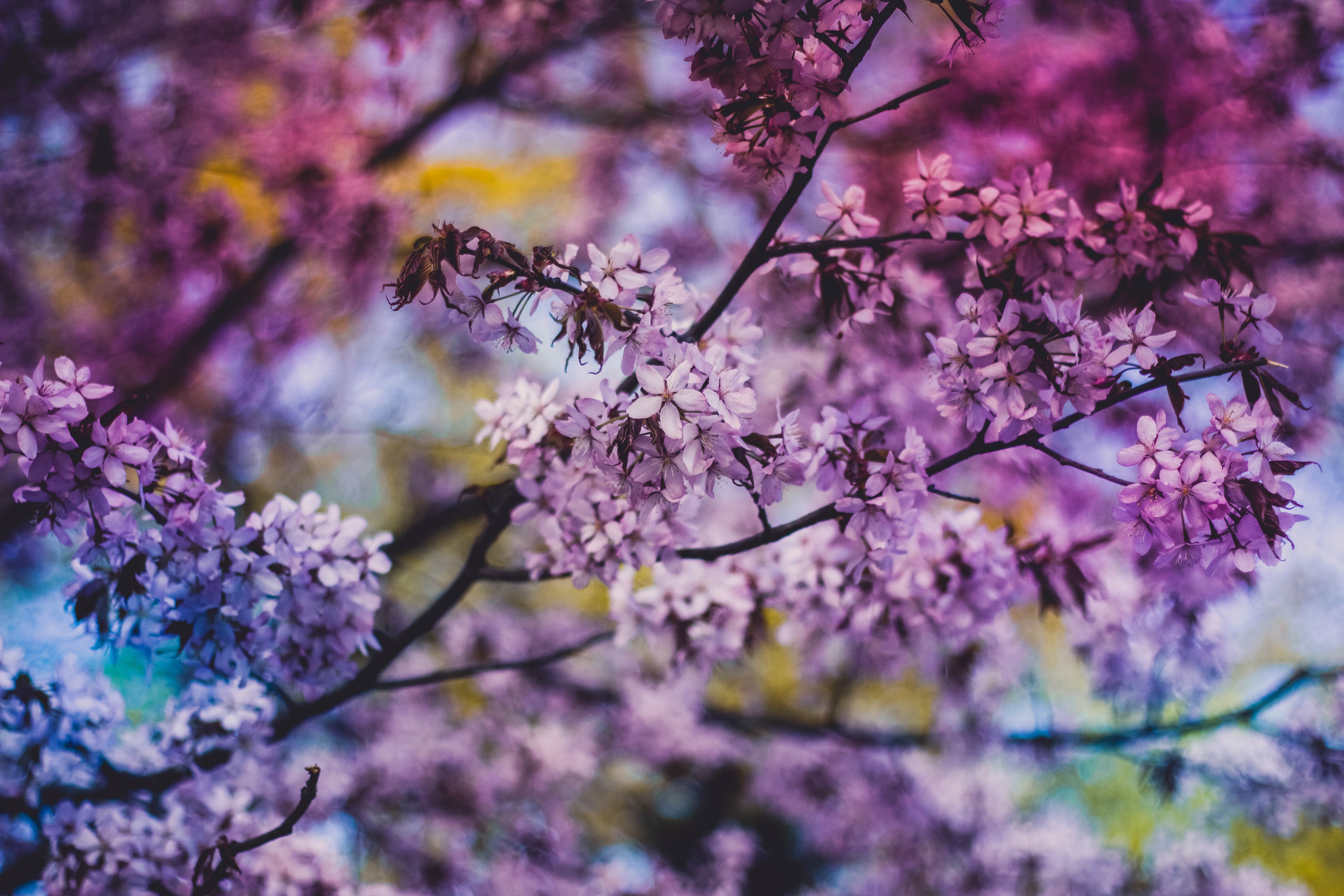 Wallpapers Cherry Blossoms branch bloom on the desktop