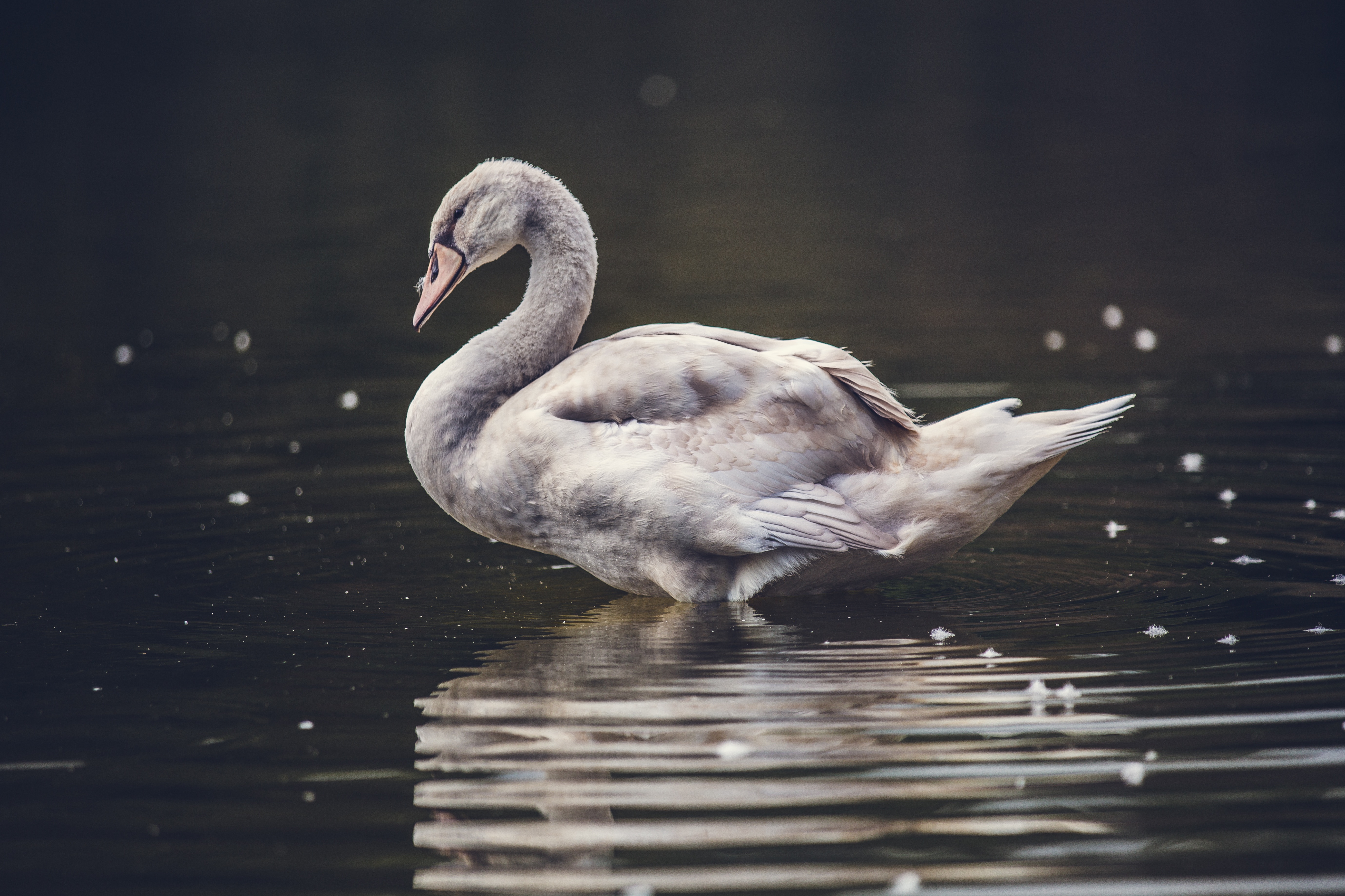 Free photo The swan rinses in the water