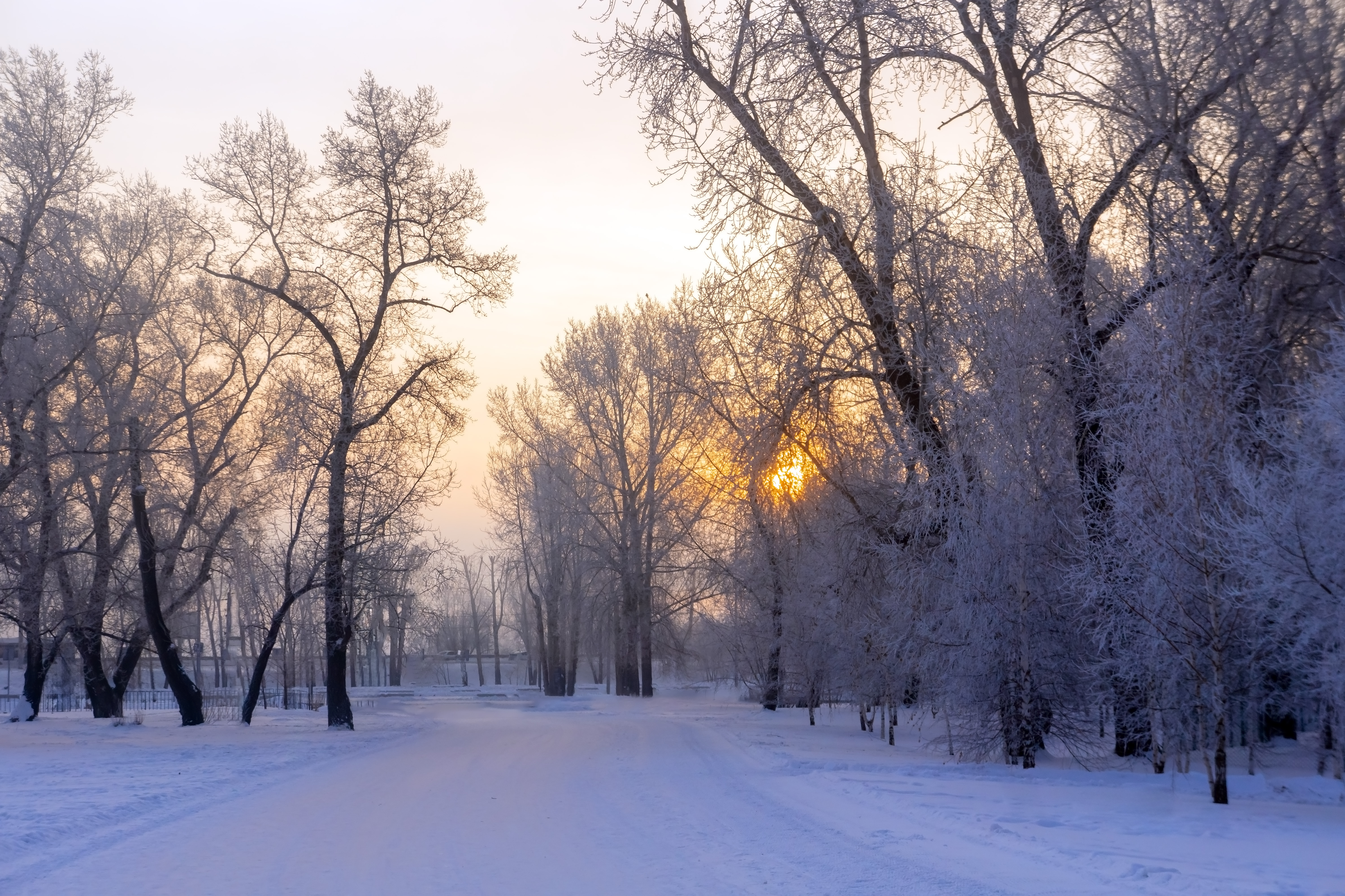 Free photo Frosty morning in the park