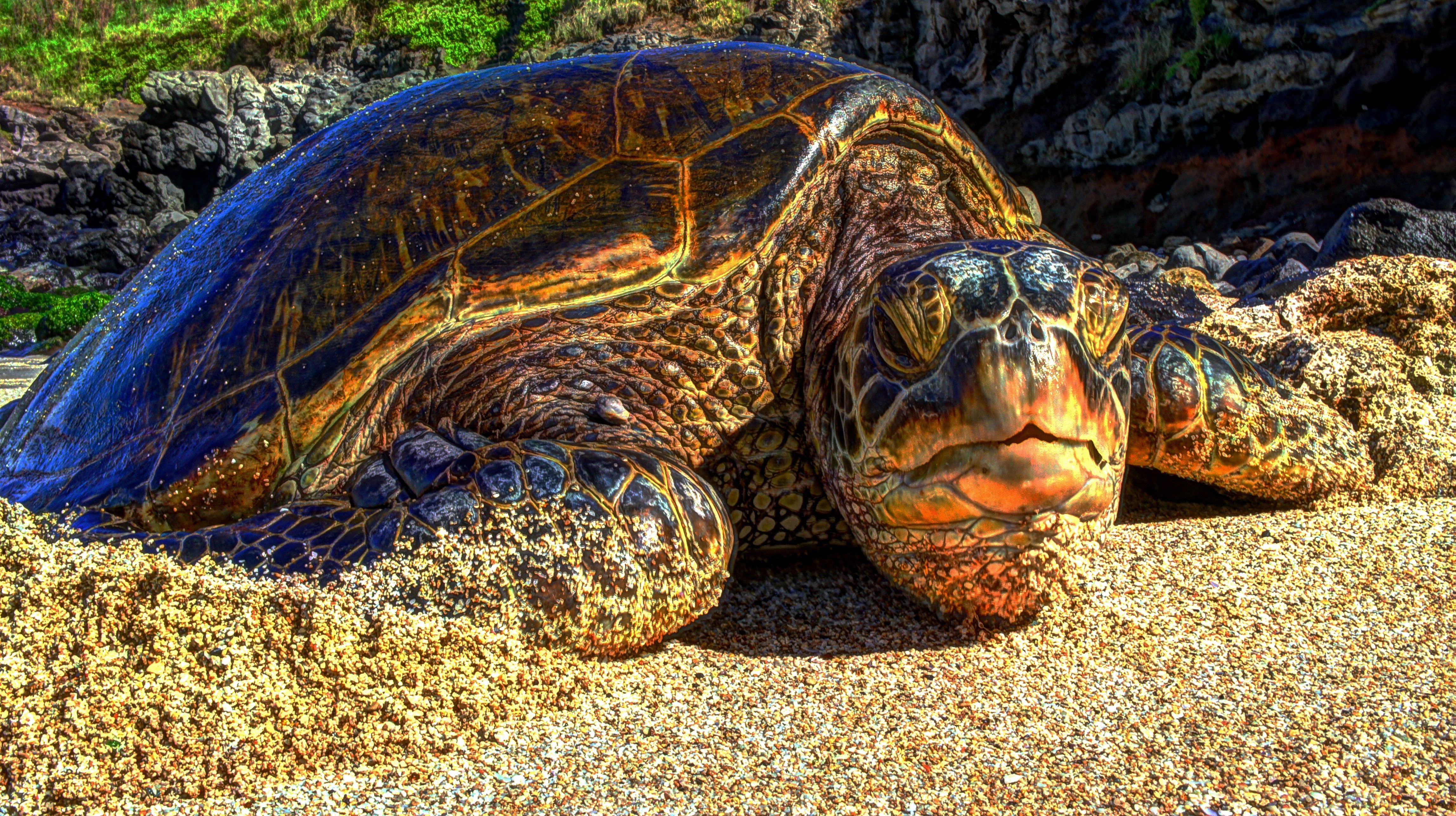 Wallpapers a beach wild Priroda Hawaii on the desktop