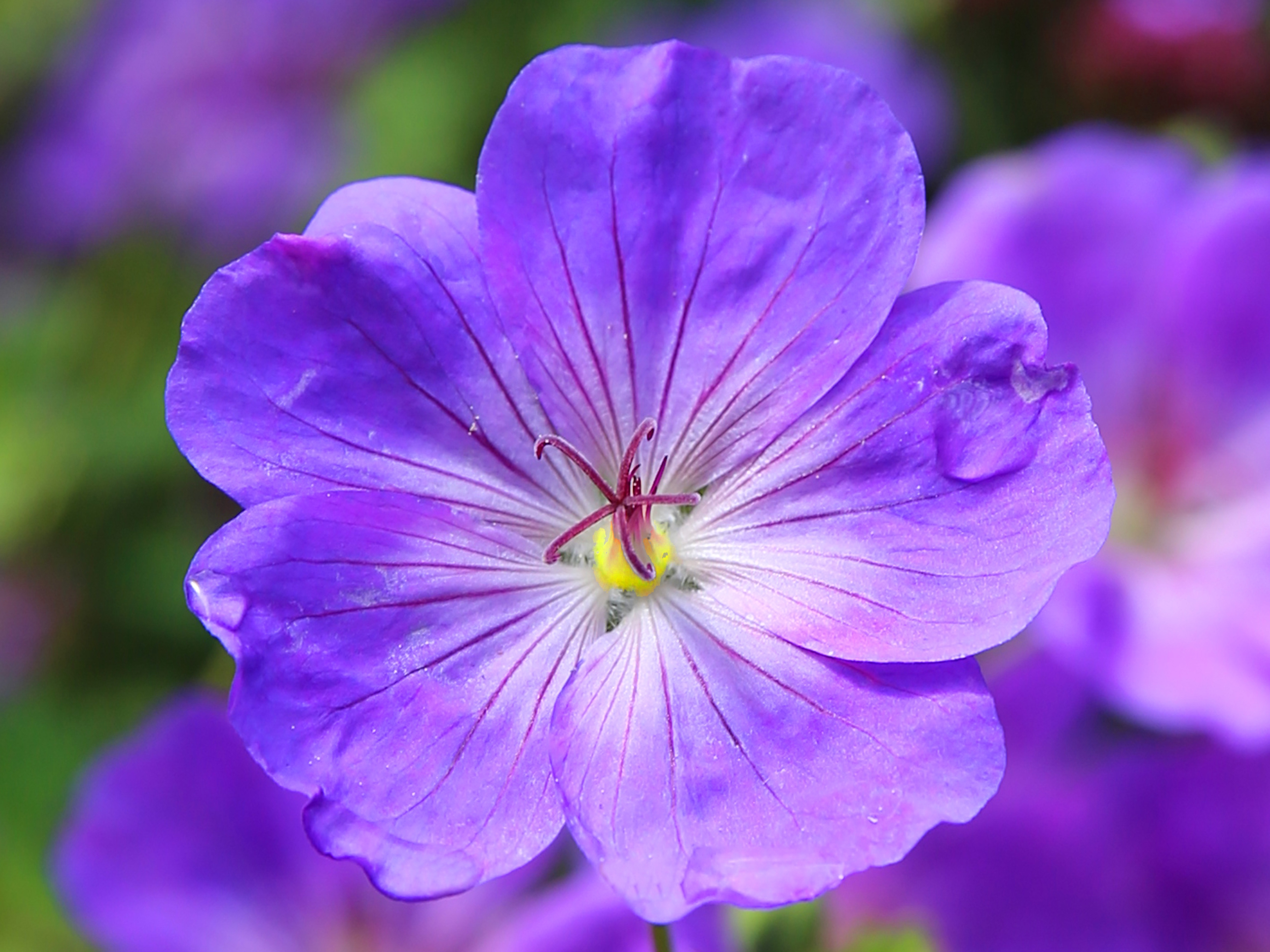 一朵美丽的紫色花