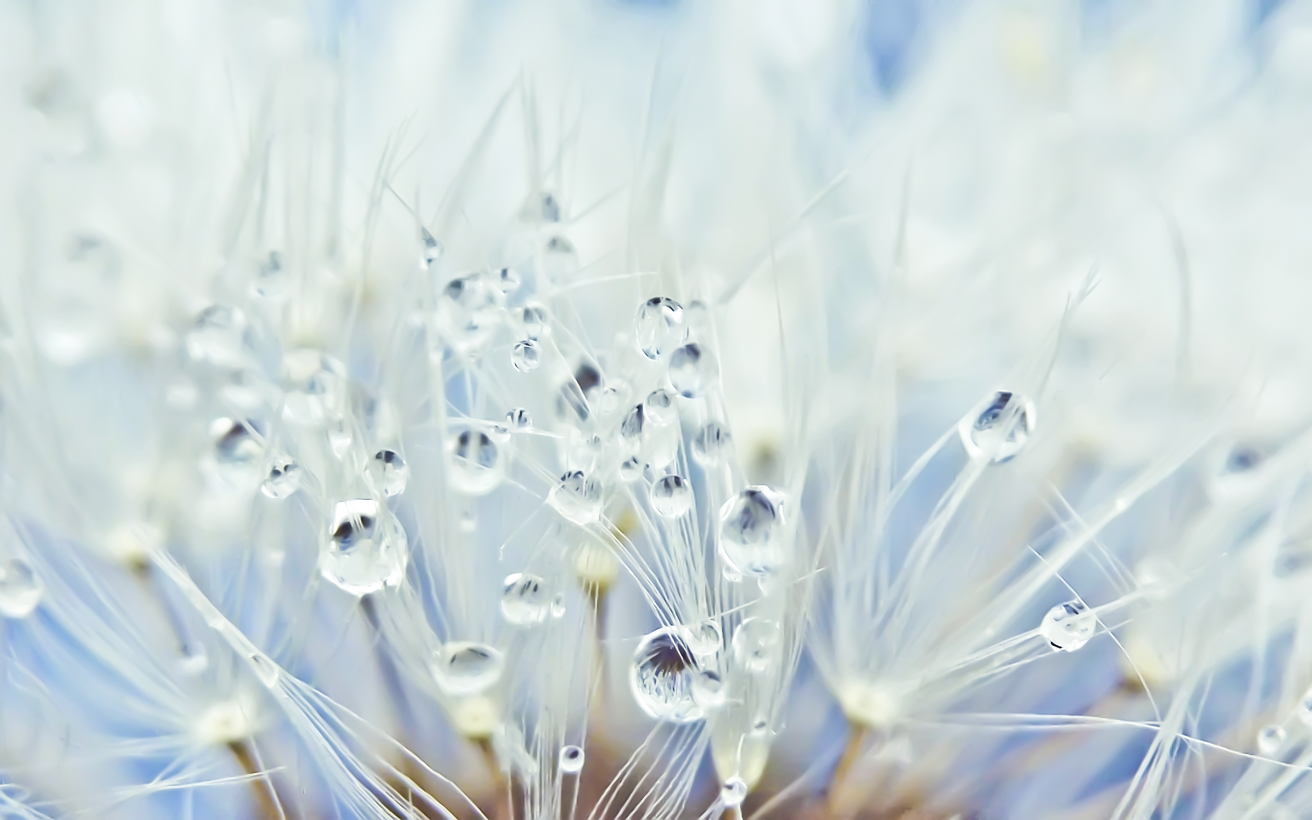 Free photo Raindrops on dandelion needles.
