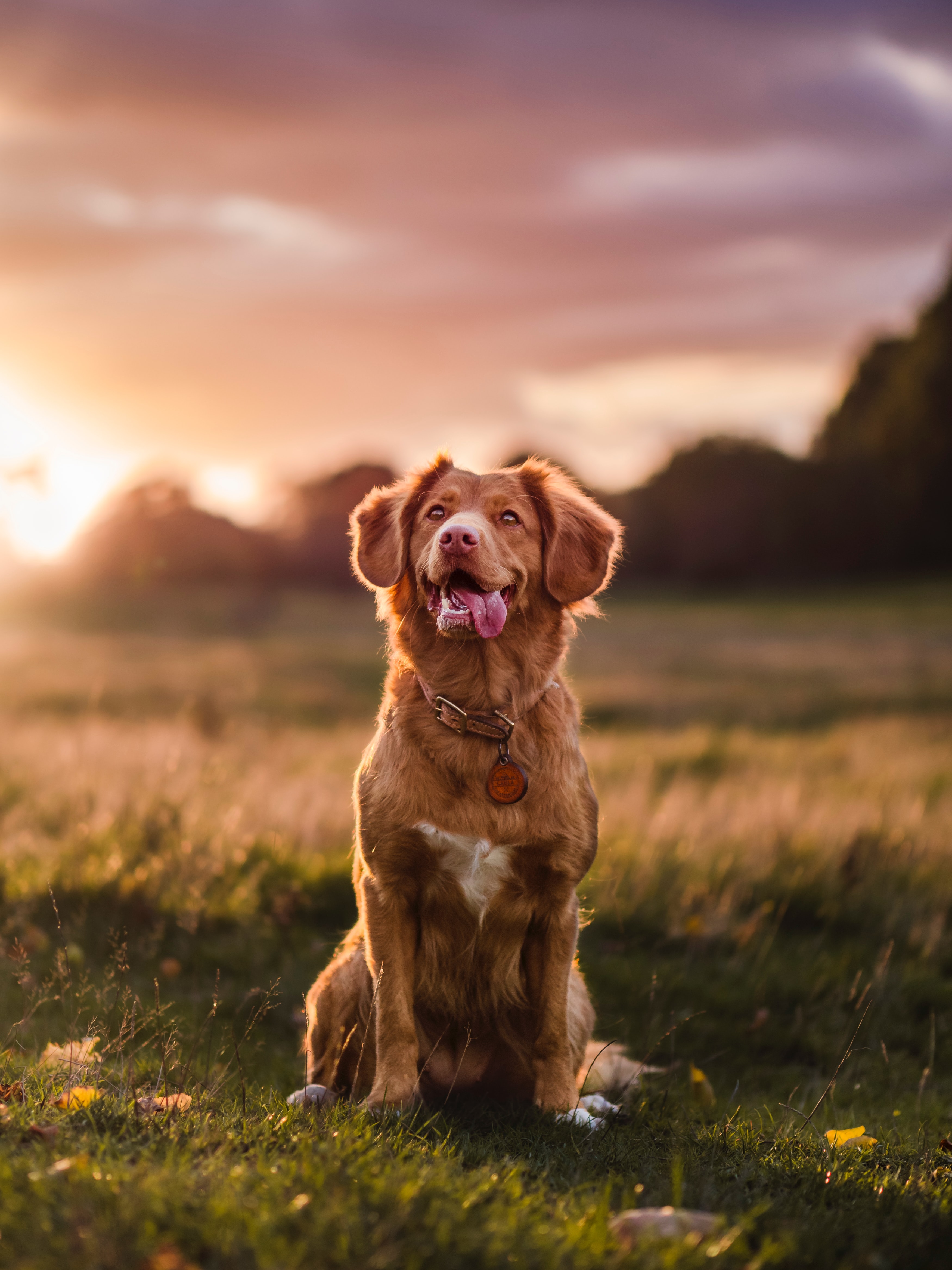 Wallpapers golden retriever cute protruding tongue on the desktop