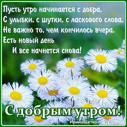 Free postcard Good morning greeting with daisies