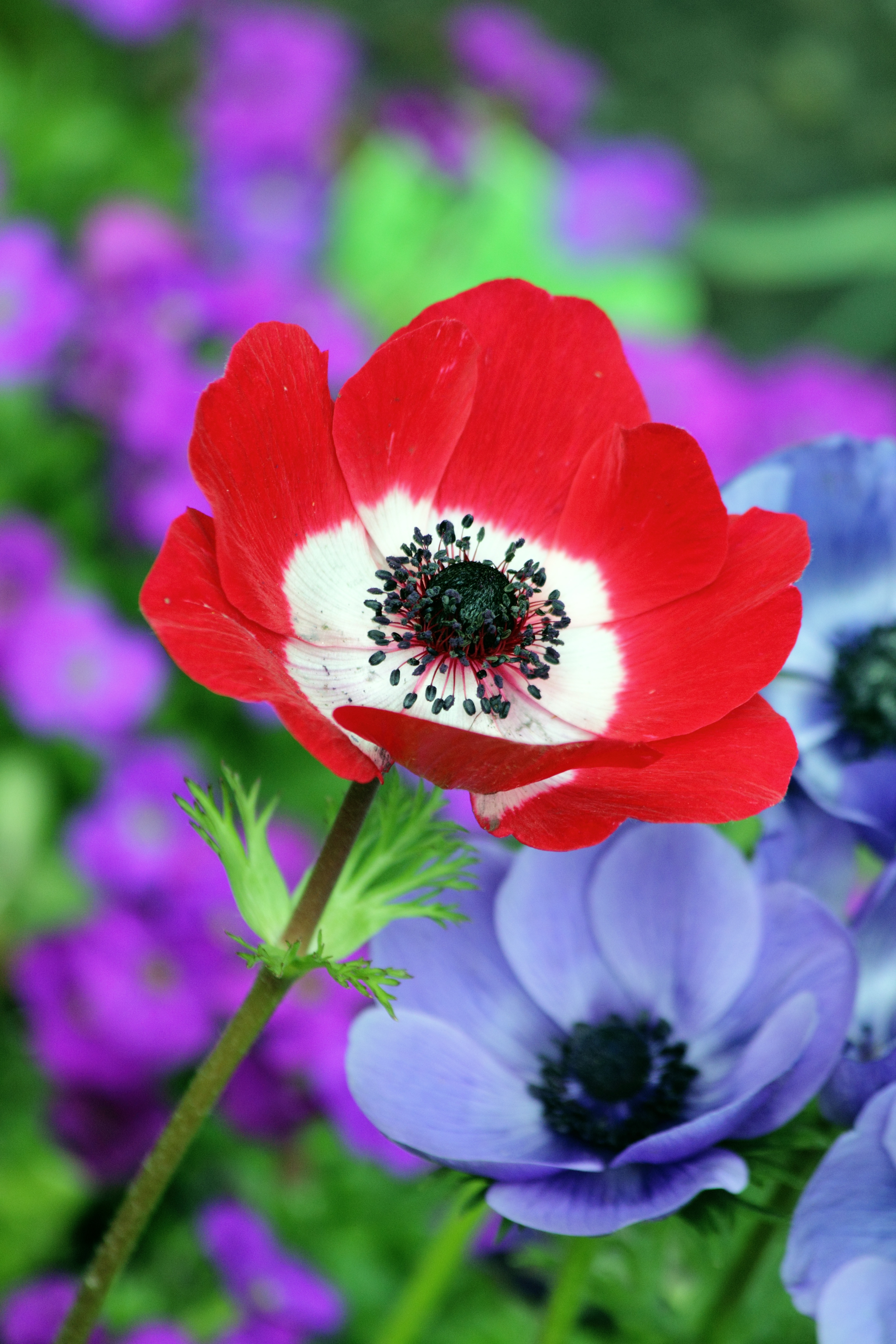 Free photo A beautiful red flower in a country setting