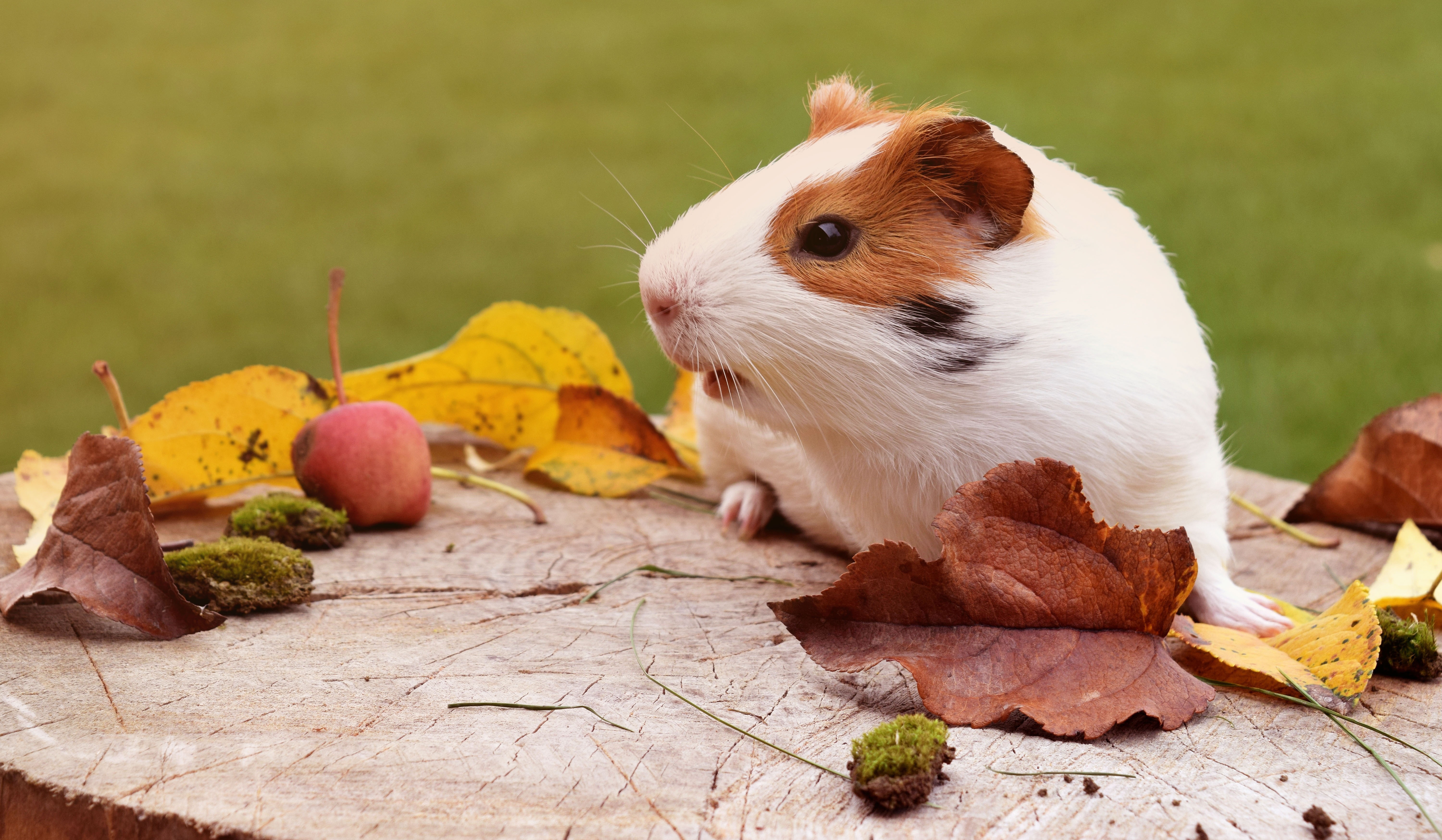 Free photo Guinea pig and autumn leaves