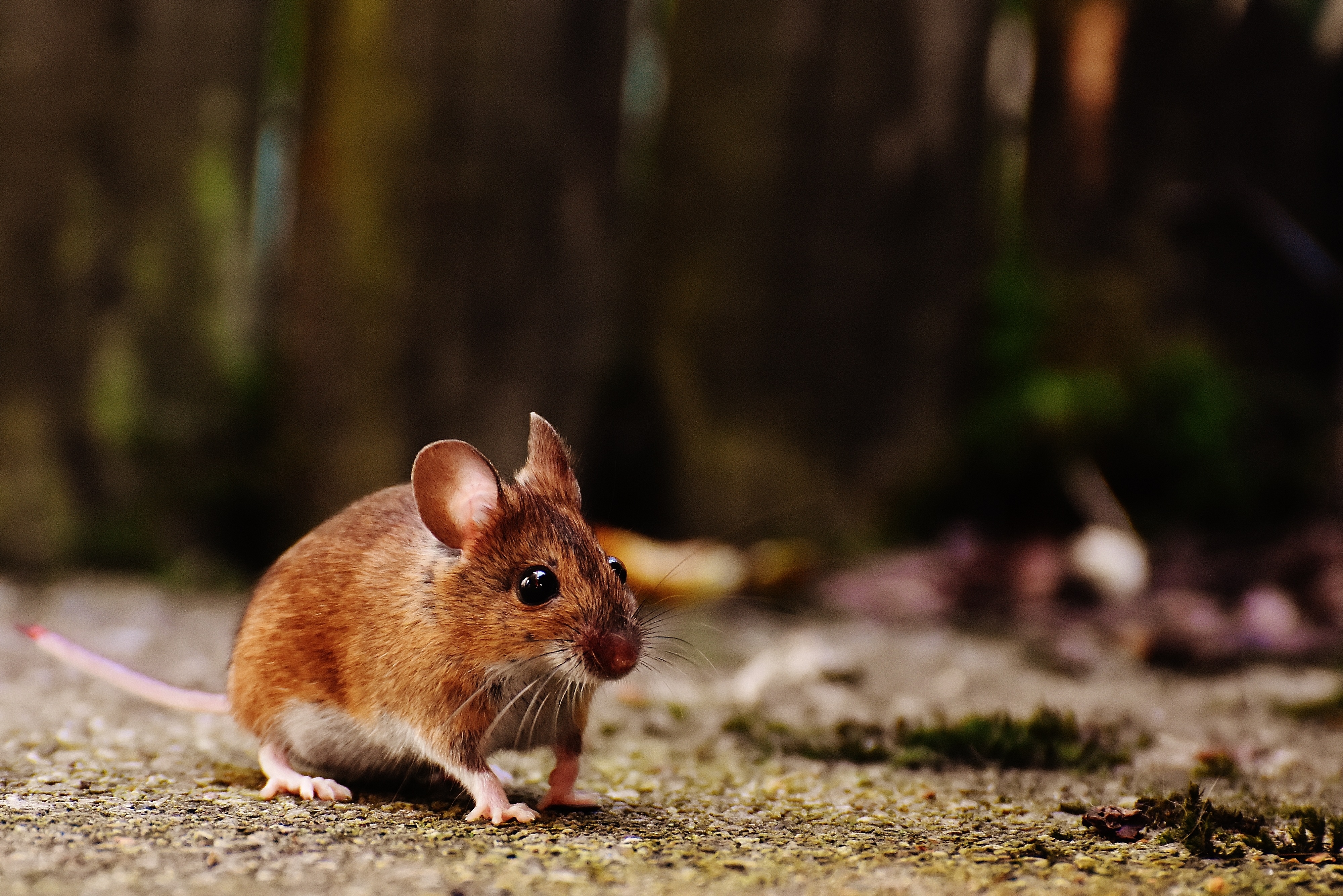 Wallpapers a mouse rodent eyes on the desktop