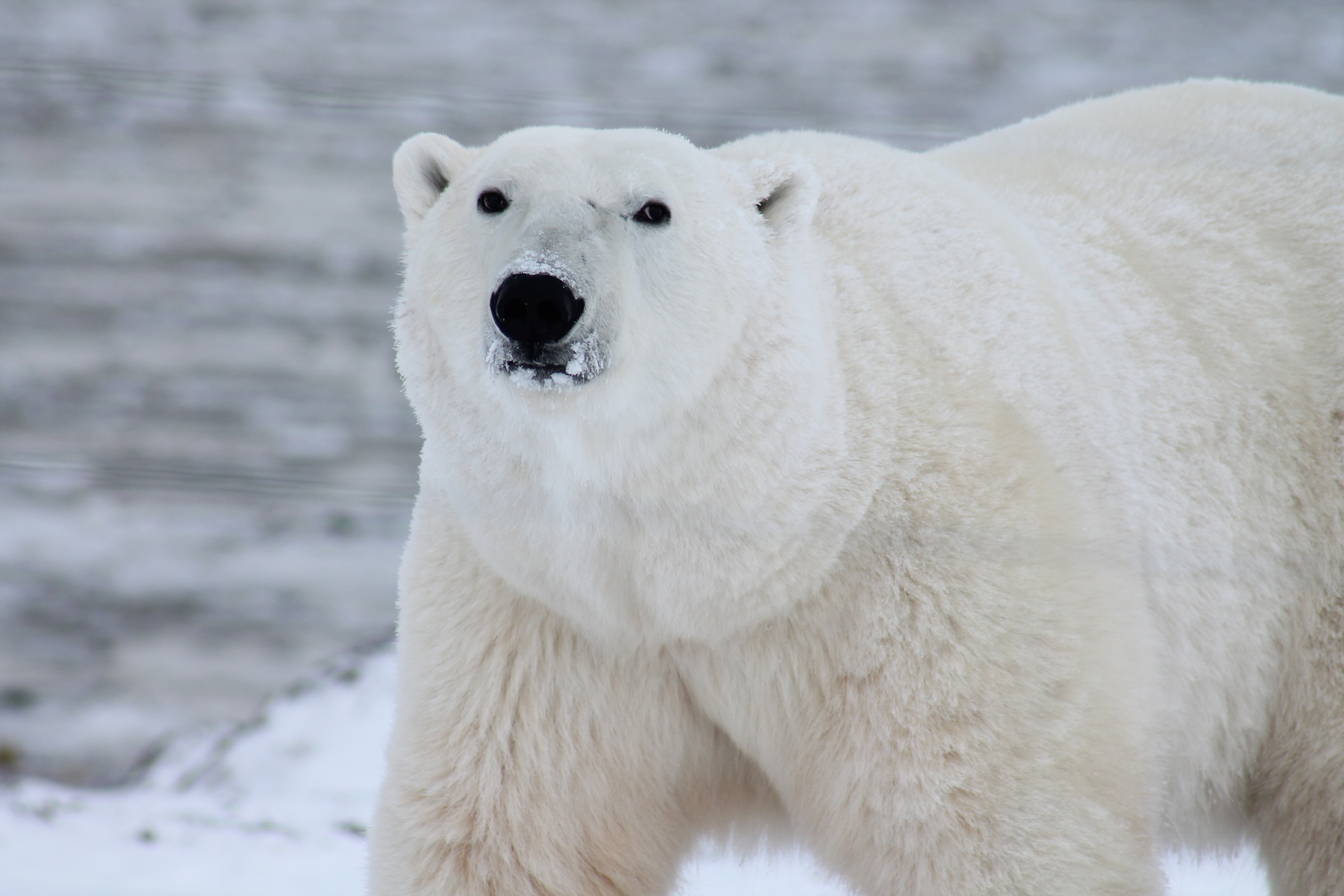 免费照片北极熊骄傲地走着