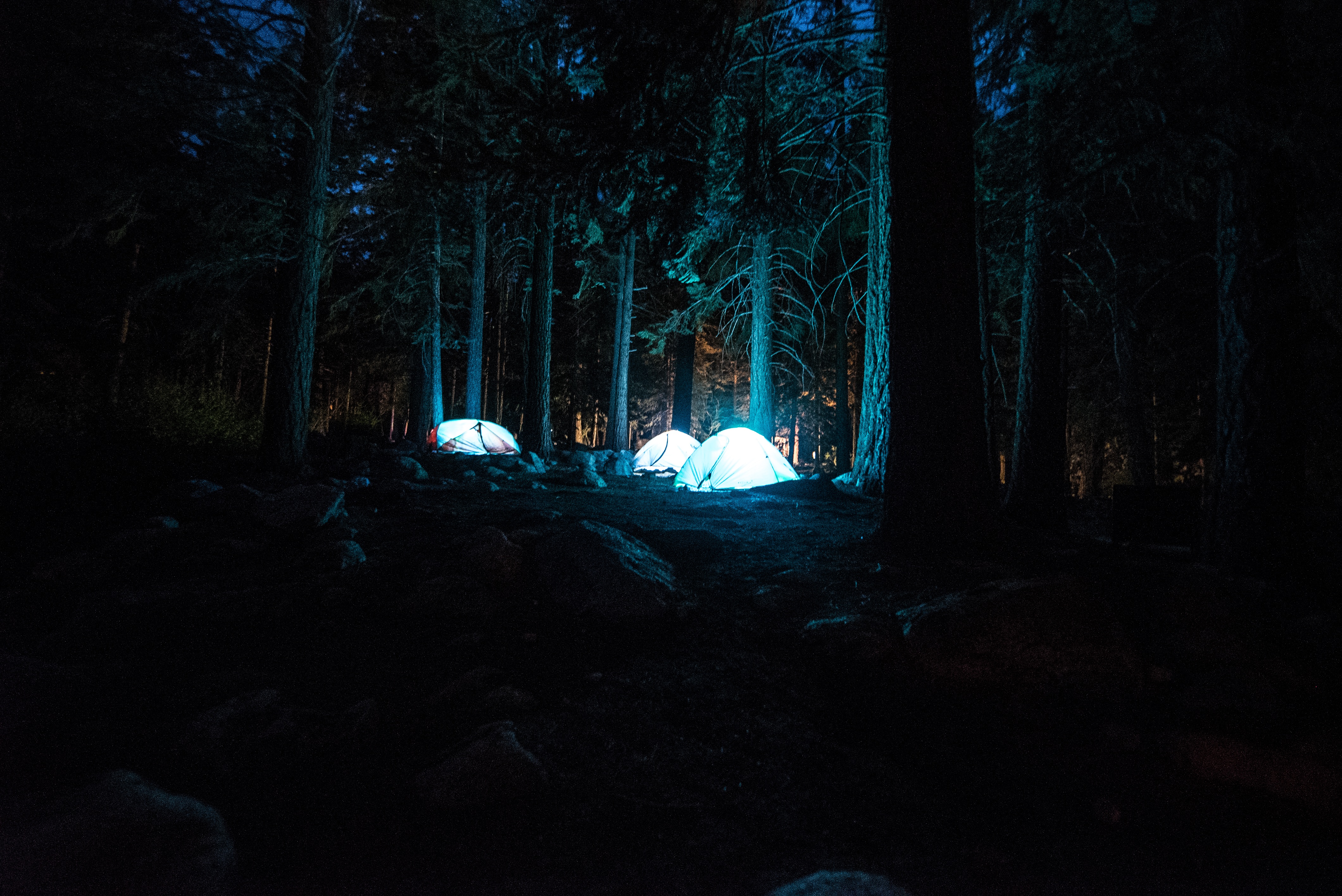 免费照片在夜间森林的帐篷里露营