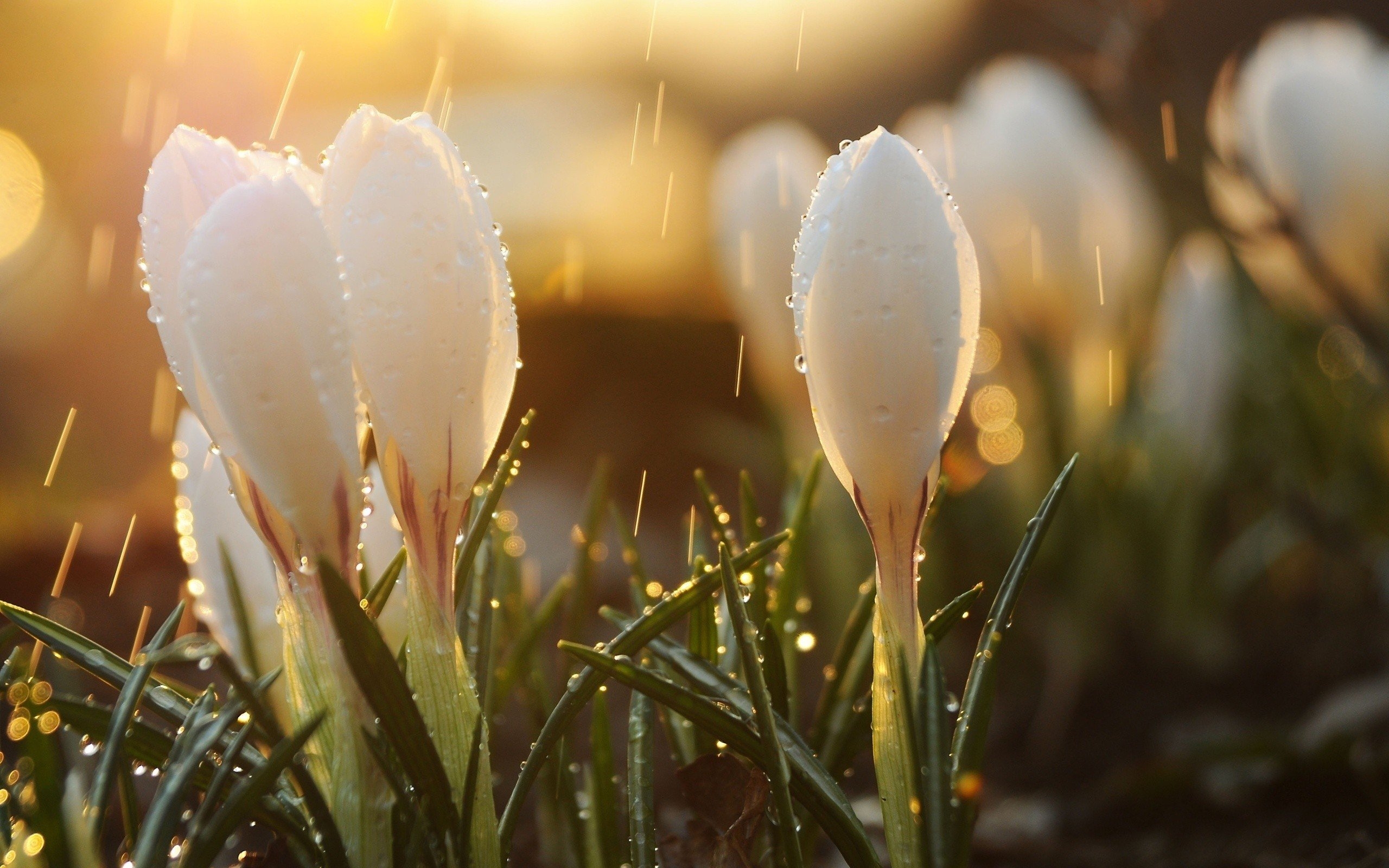 Wallpapers white flowers macro picturesque on the desktop