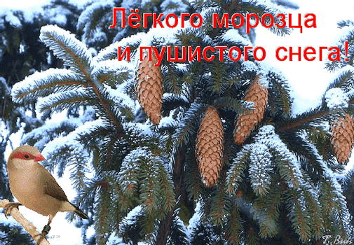 Открытка на тему зима пожелание открытки с пожеланиями шишки скачать бесплатно