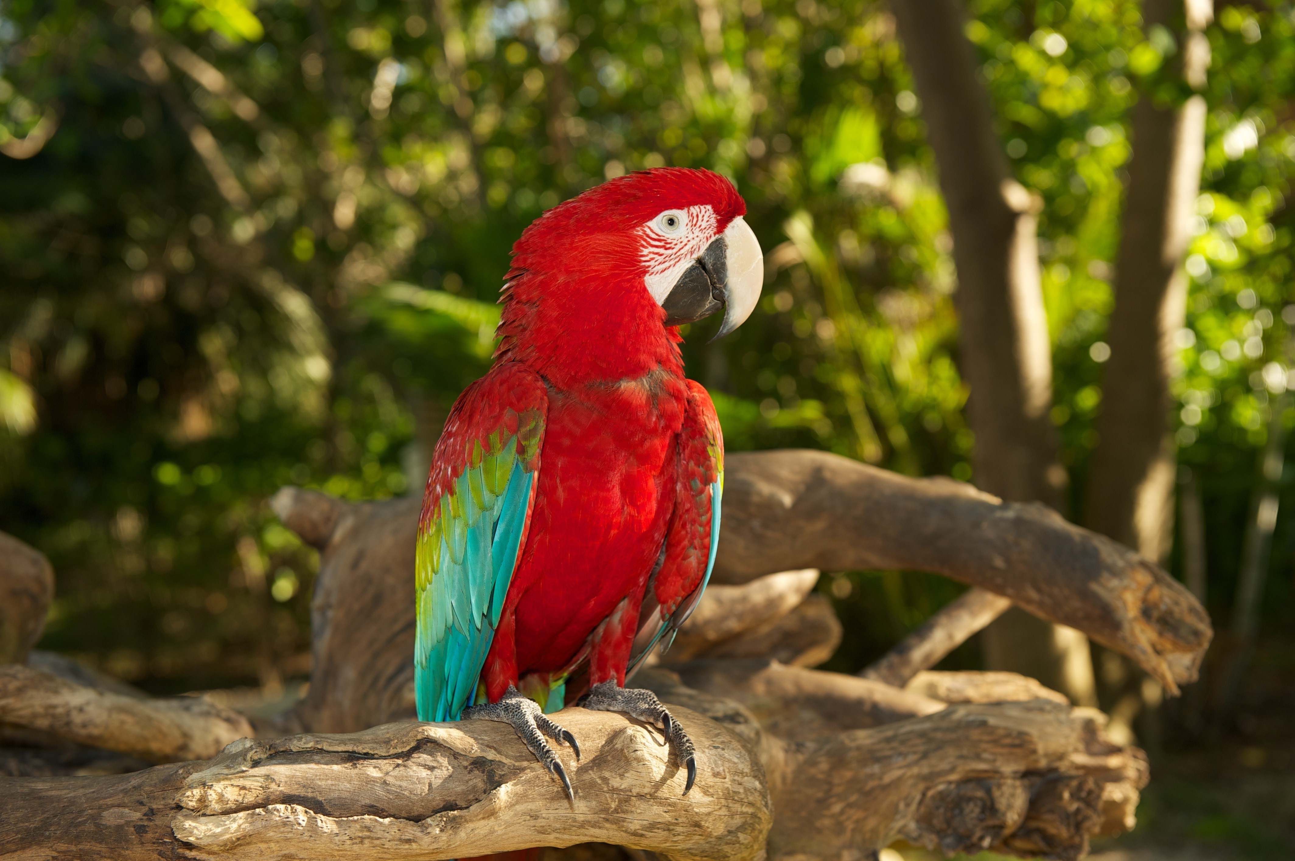 Wallpapers birds parrot wildlife on the desktop