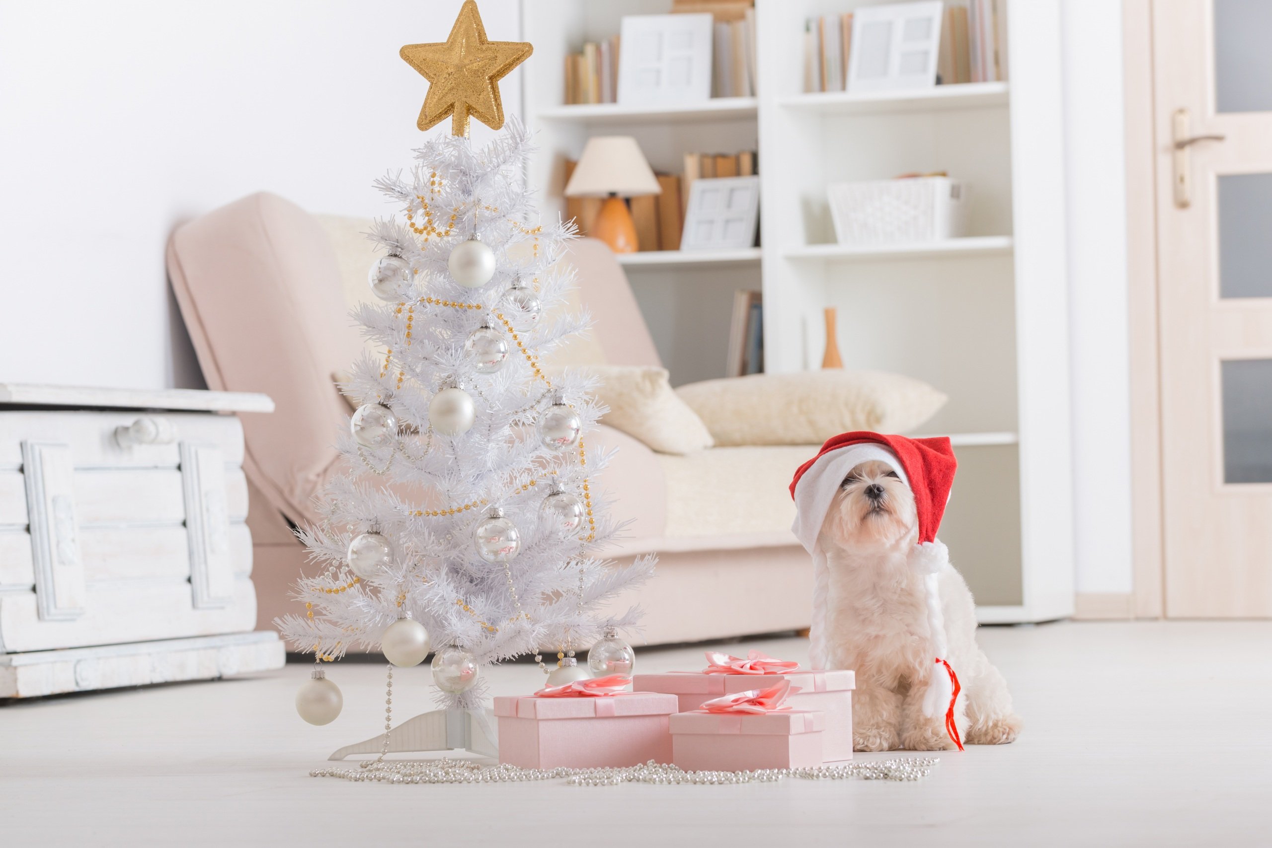 Free photo A puppy at the Christmas tree in a New Year`s cap