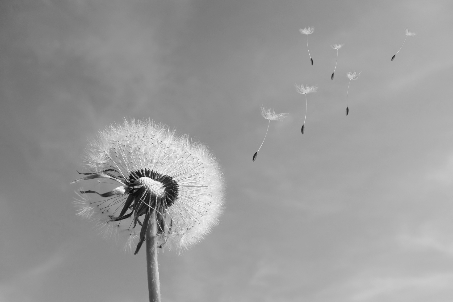 一张蒲公英降落伞随风飞舞的黑白照片。