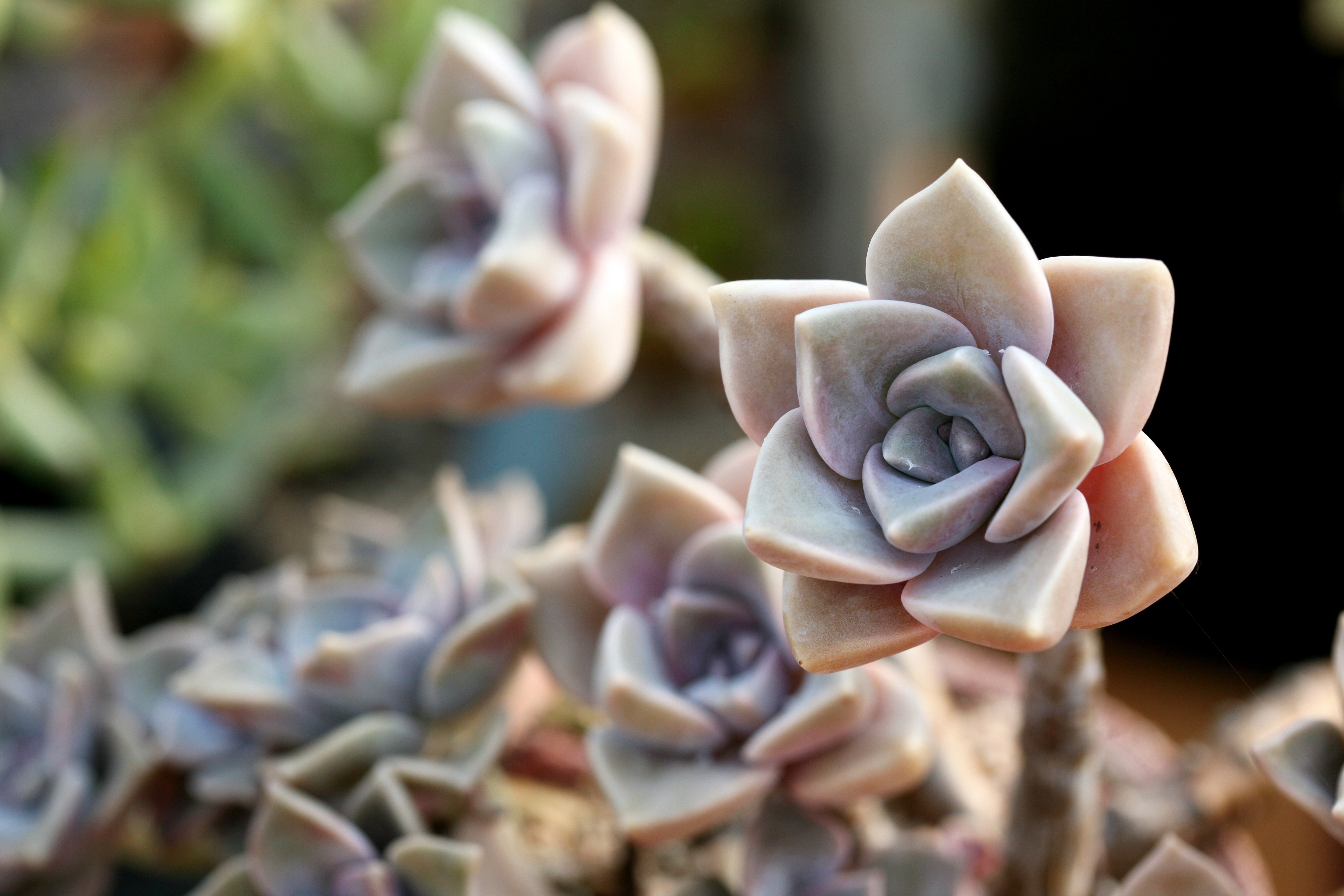 Free photo Funny flower that looks like a stone