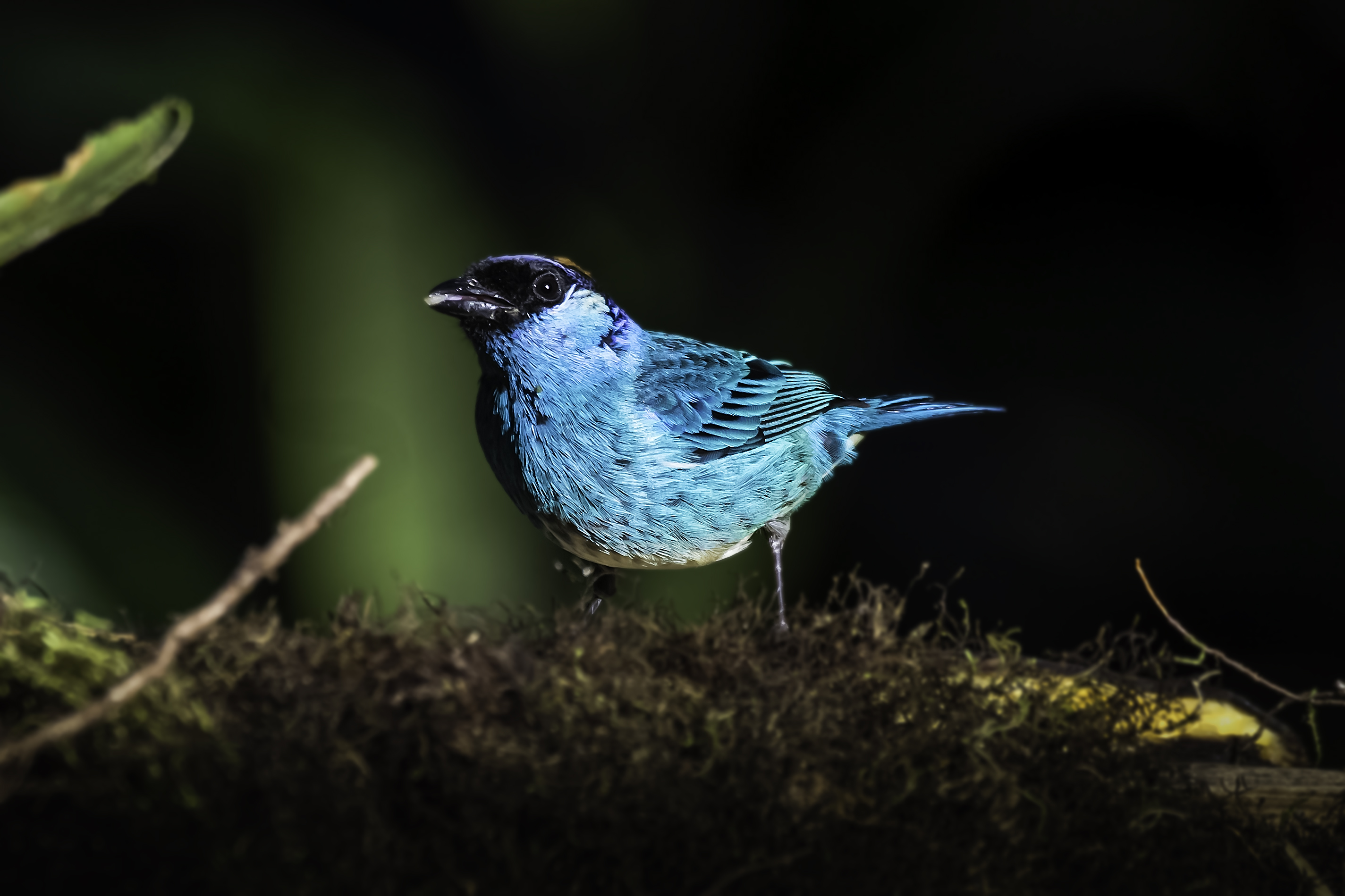 Wallpapers bird vertebral beak on the desktop