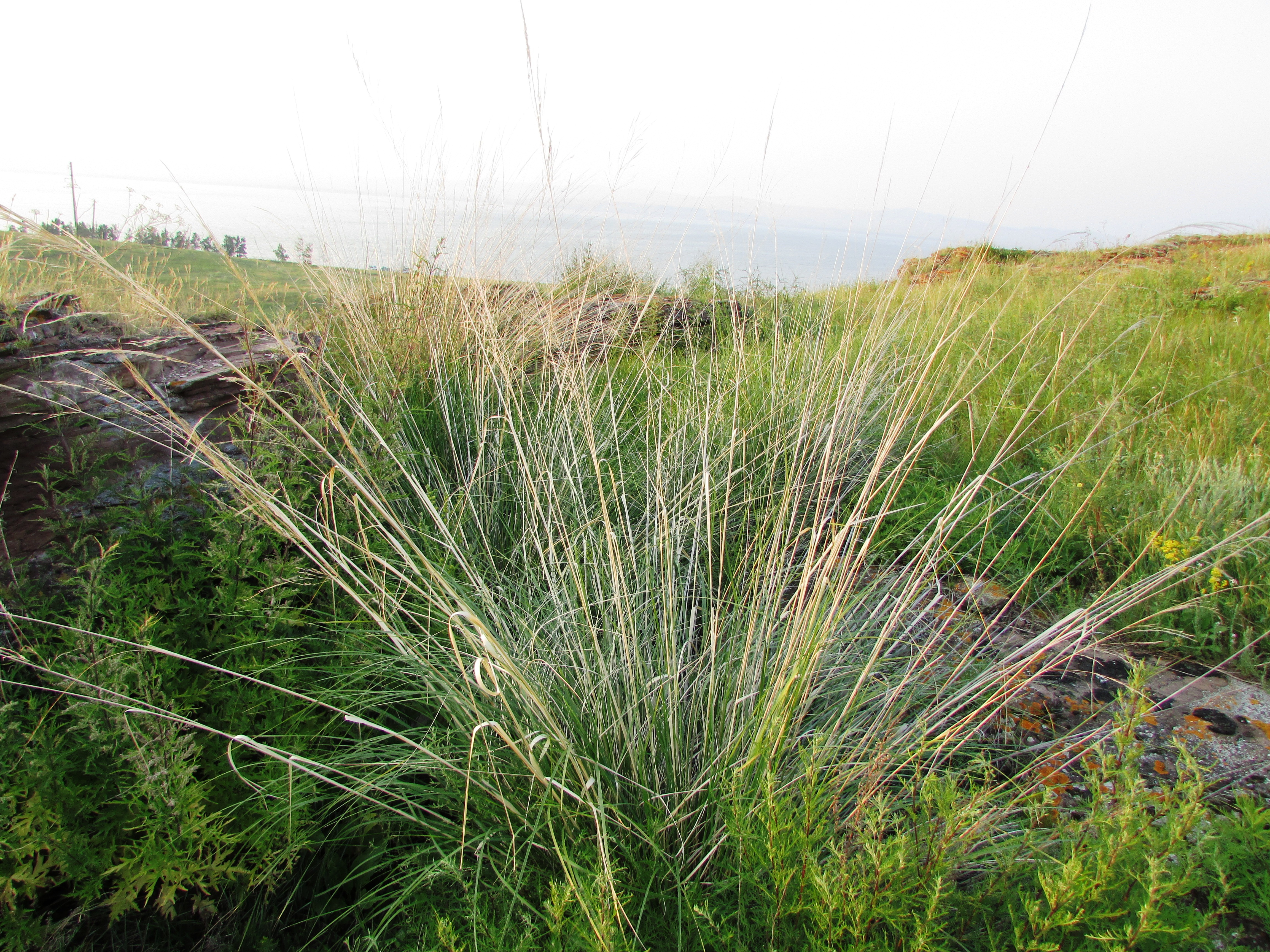 Бесплатное фото Сухостой на фоне травы и озера