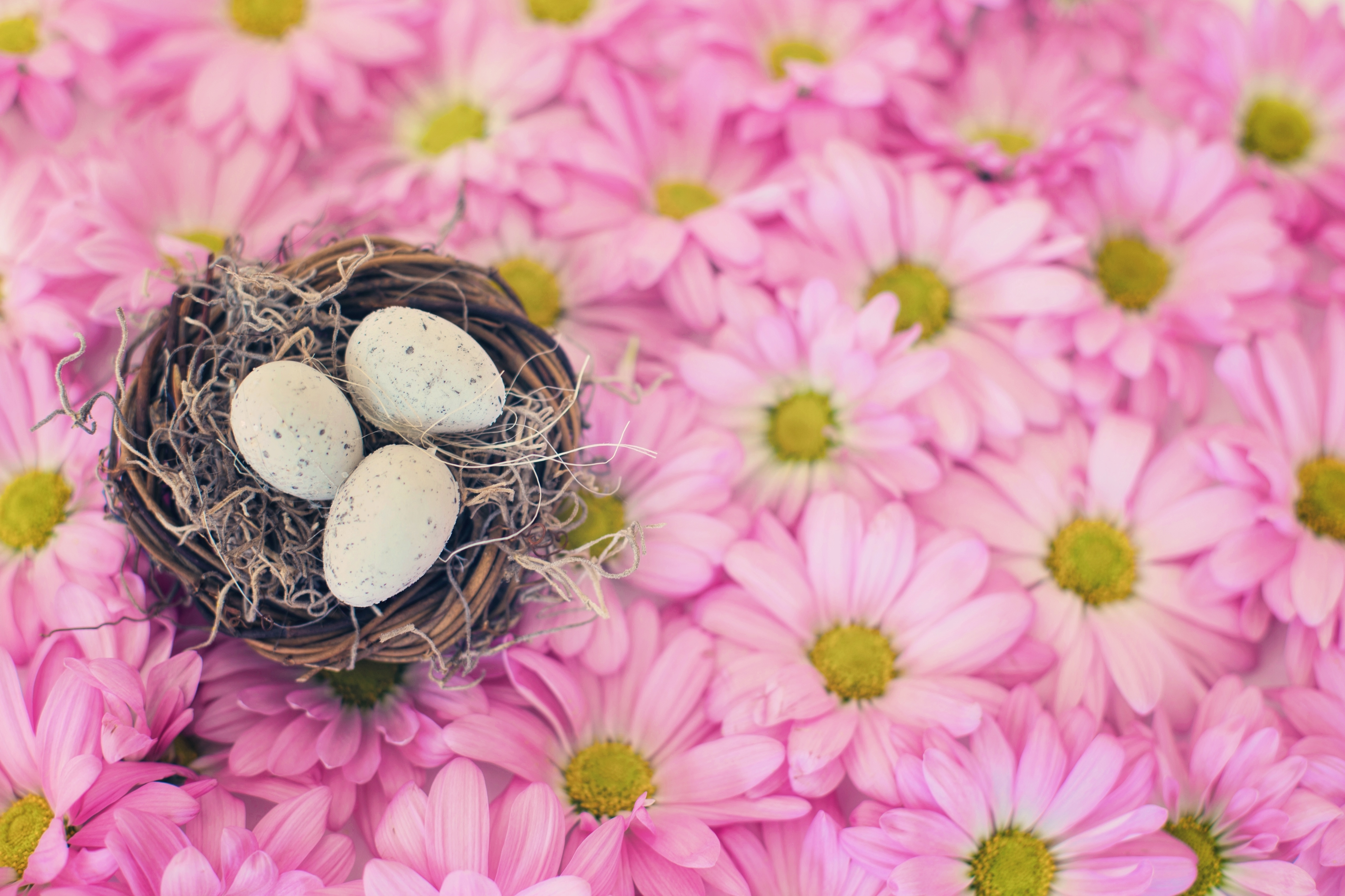 Free photo Bird`s nest with eggs on pink wildflowers