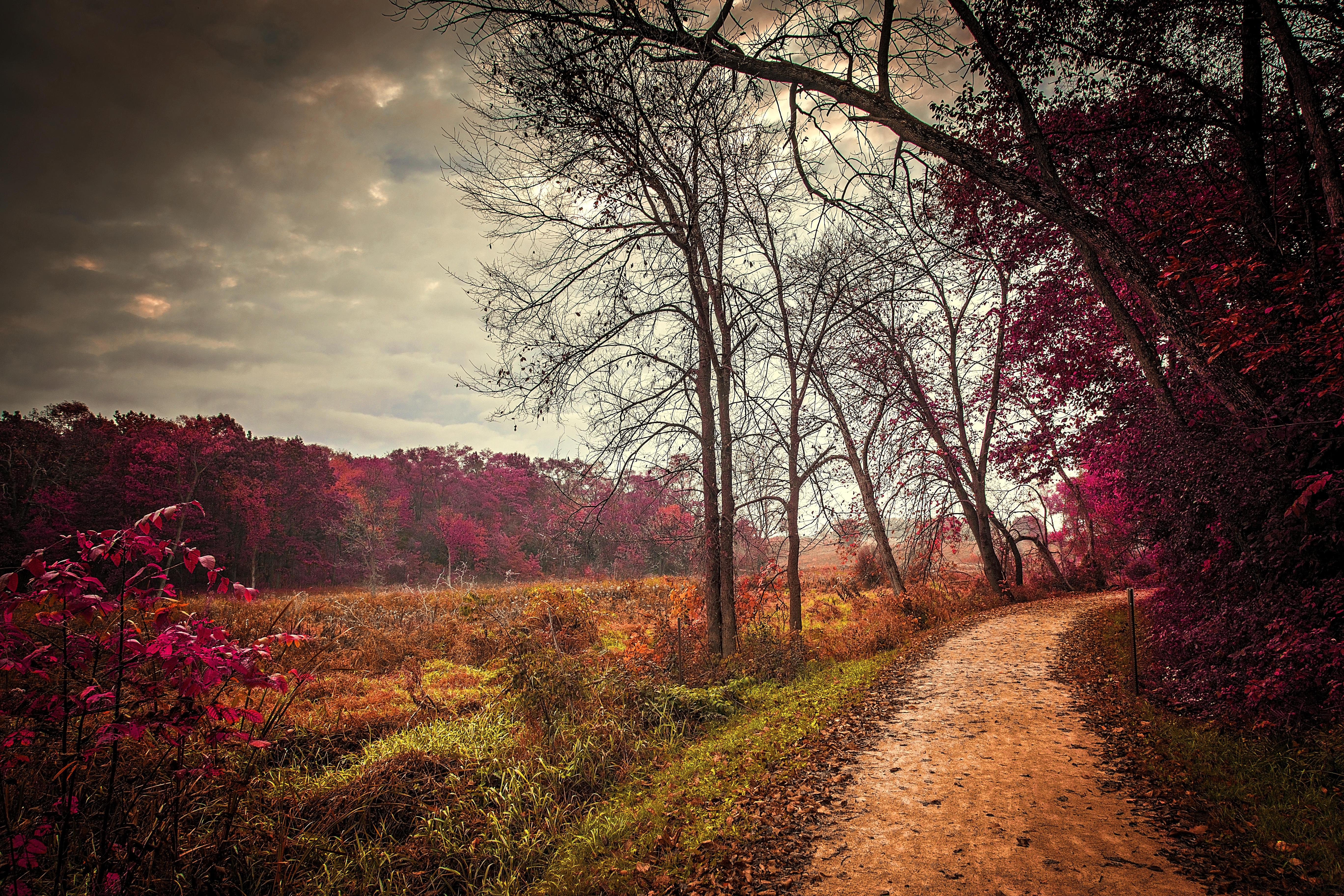 Wallpapers landscape fallen leaves road on the desktop