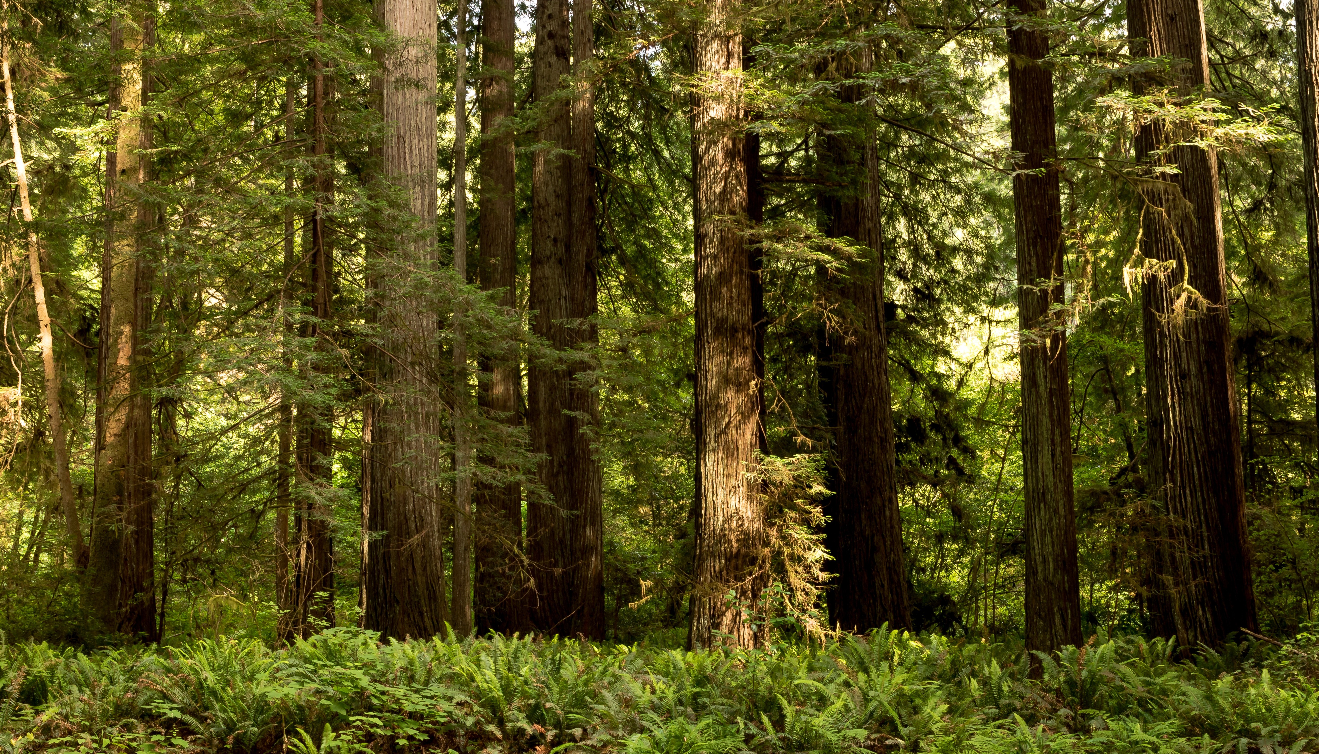 Хвойный лес с высокими деревьями и зеленым подлеском.