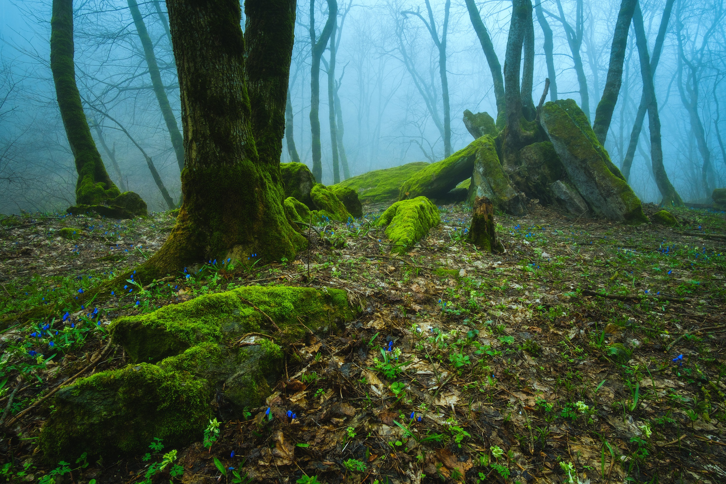 一个有雾和苔藓的古老森林