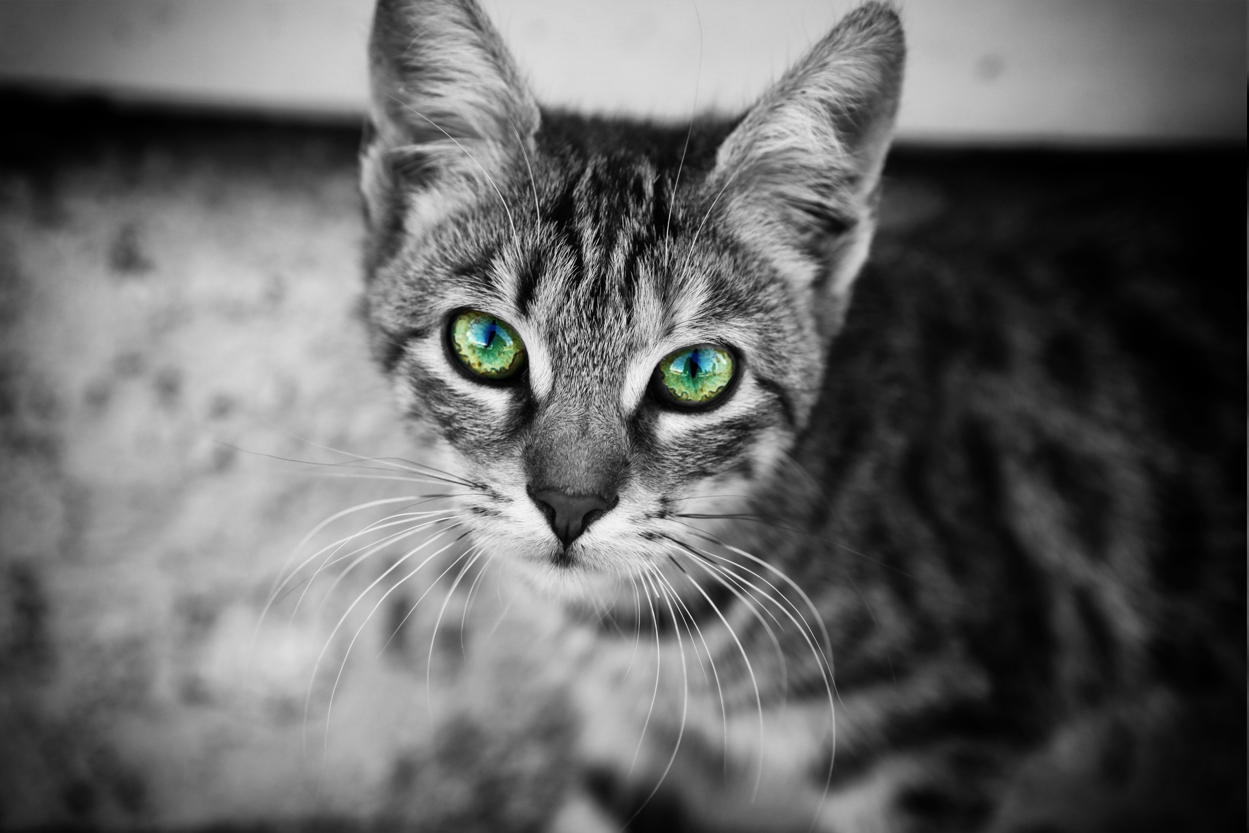 一只绿眼睛的灰猫