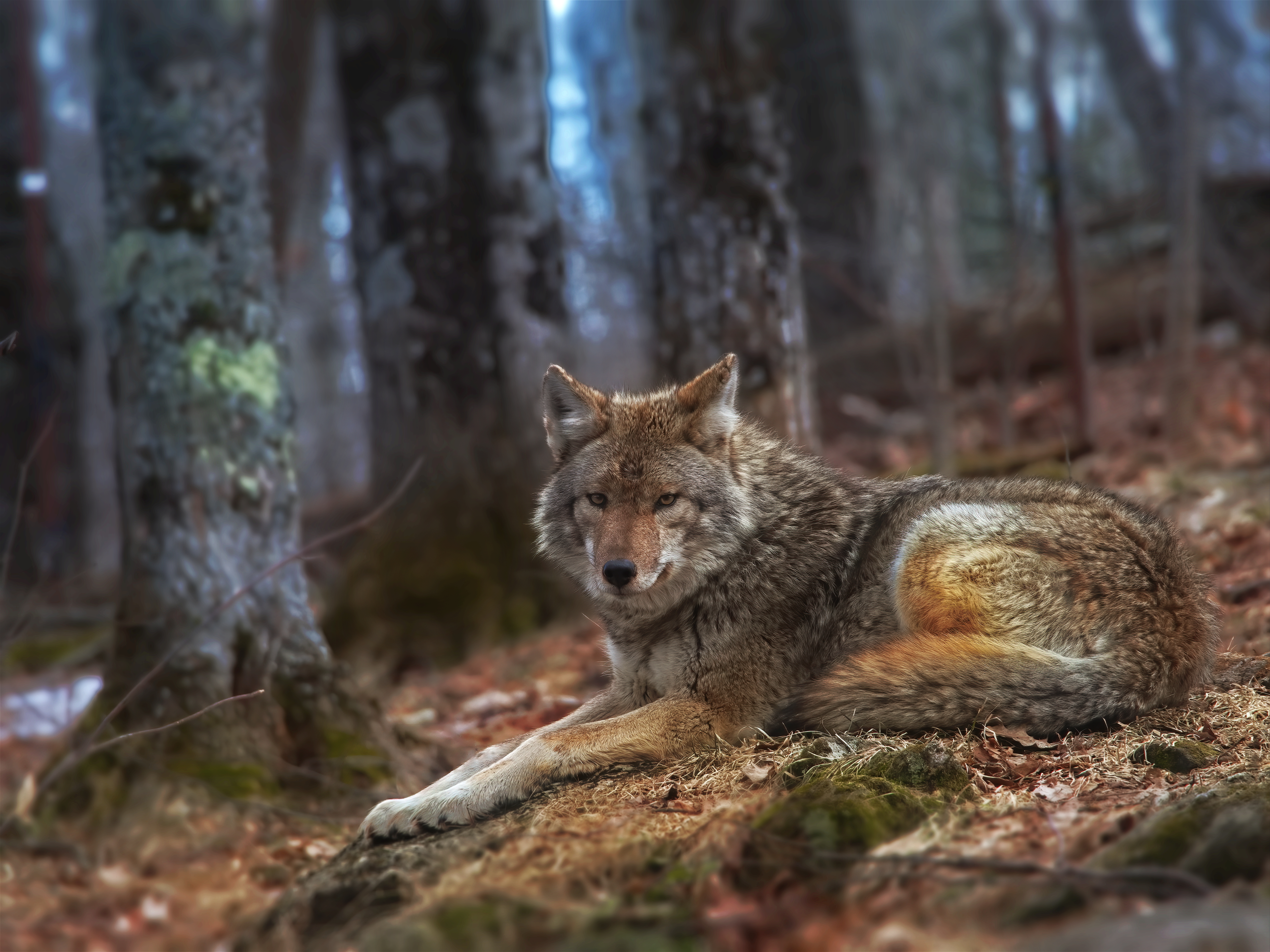 免费照片狼在森林里休息