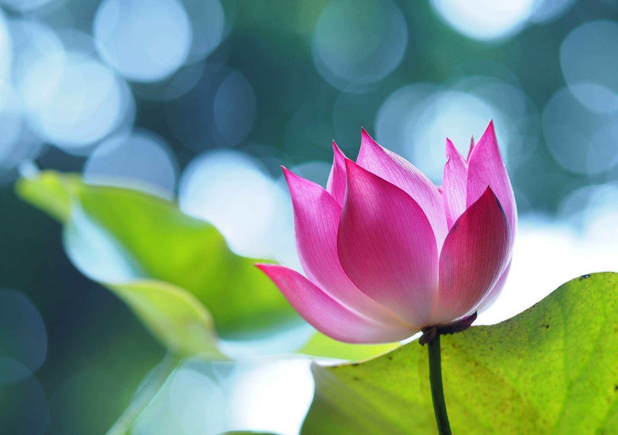 Free photo Pink flower on blurred background