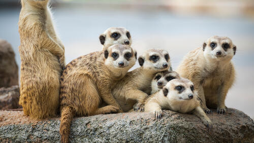 Бесплатное фото Отдыхающая семья сурикатов