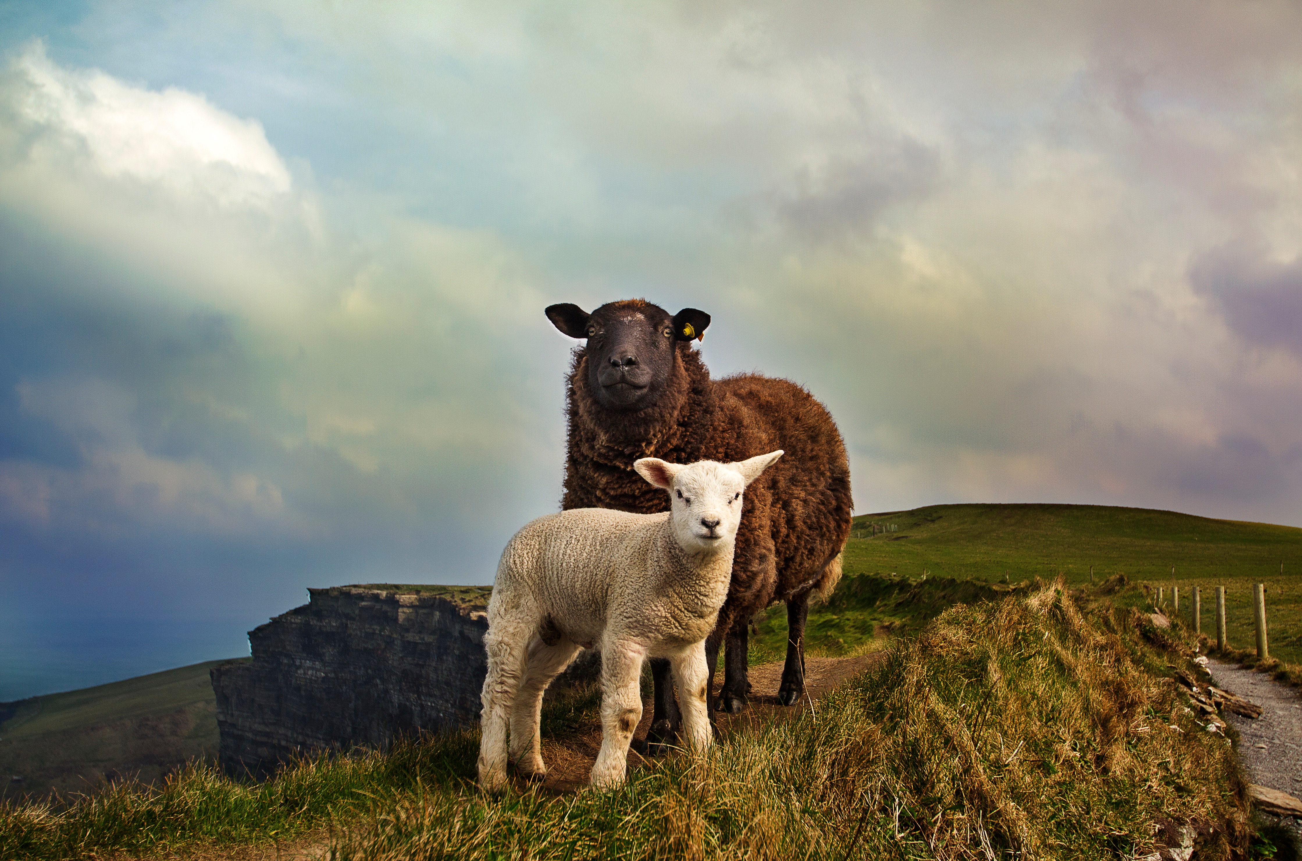 Wallpapers nature grass mountains on the desktop