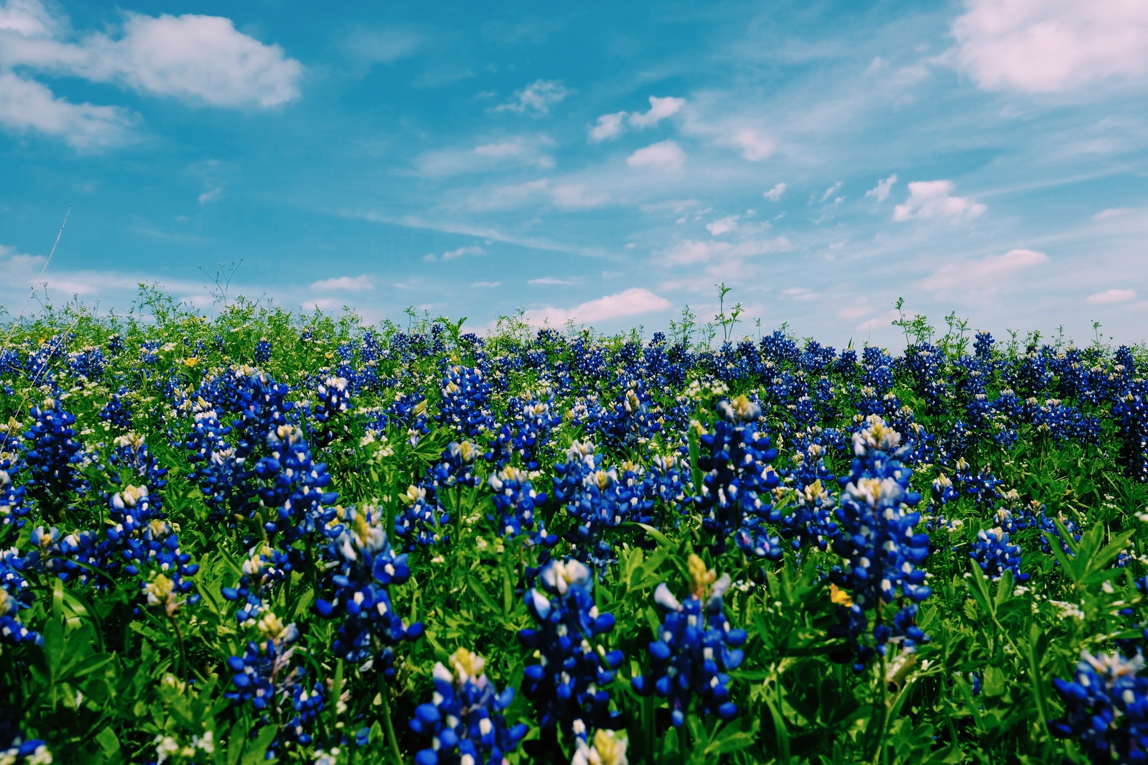 A large field of blue flowers