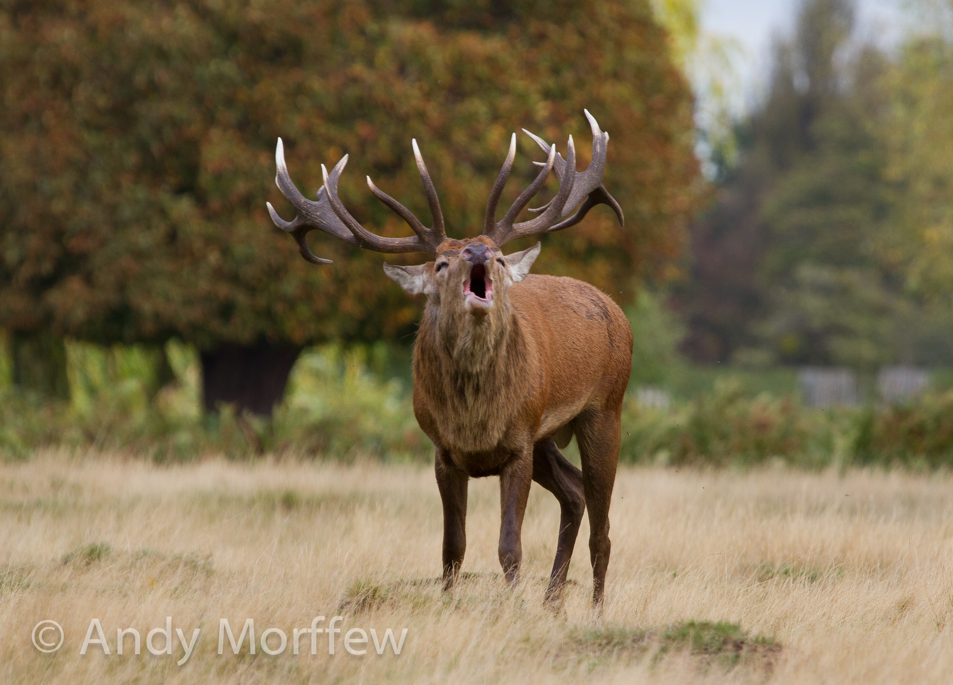 Free photo A deer in the park with big antlers