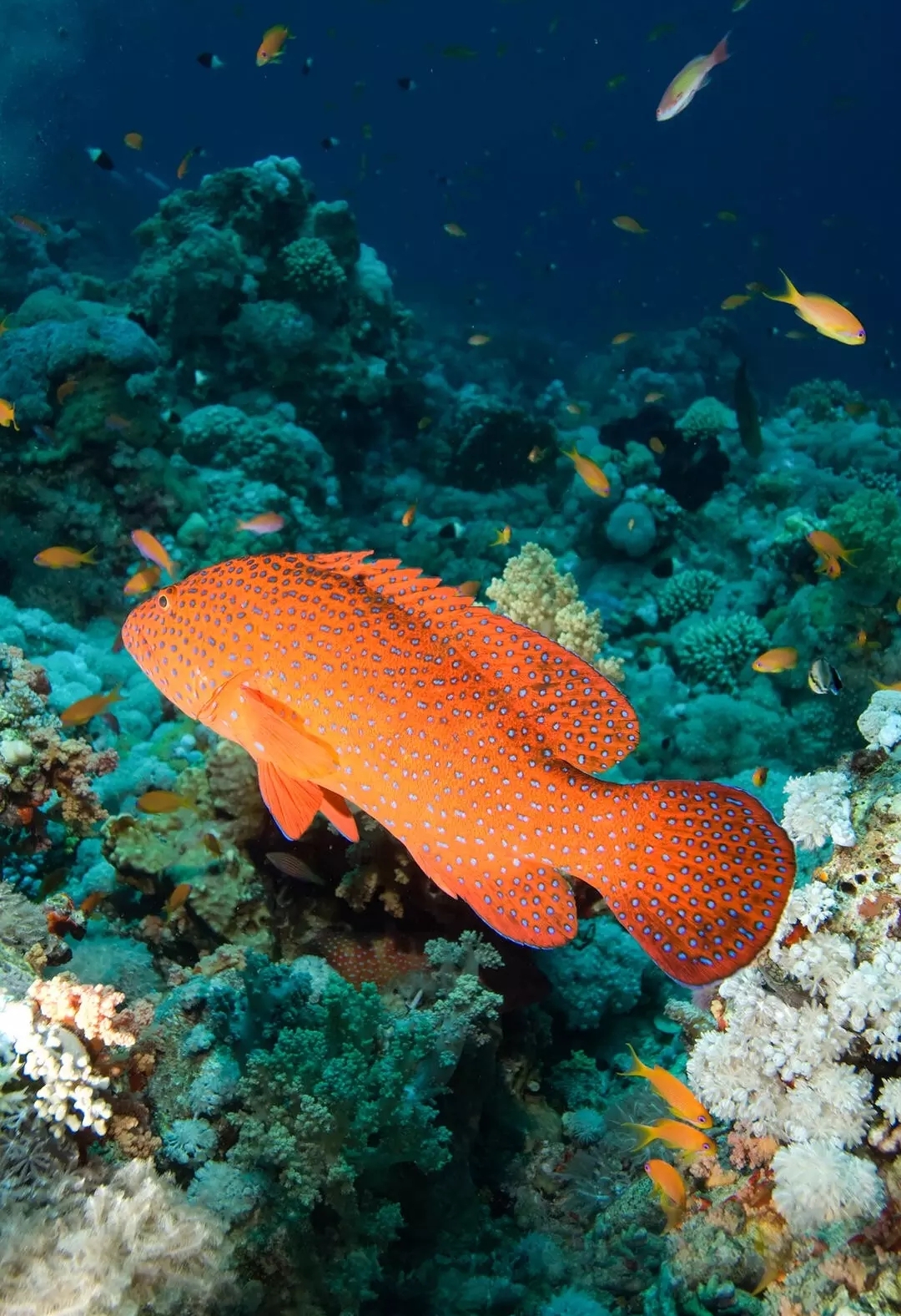 免费照片石斑鱼红