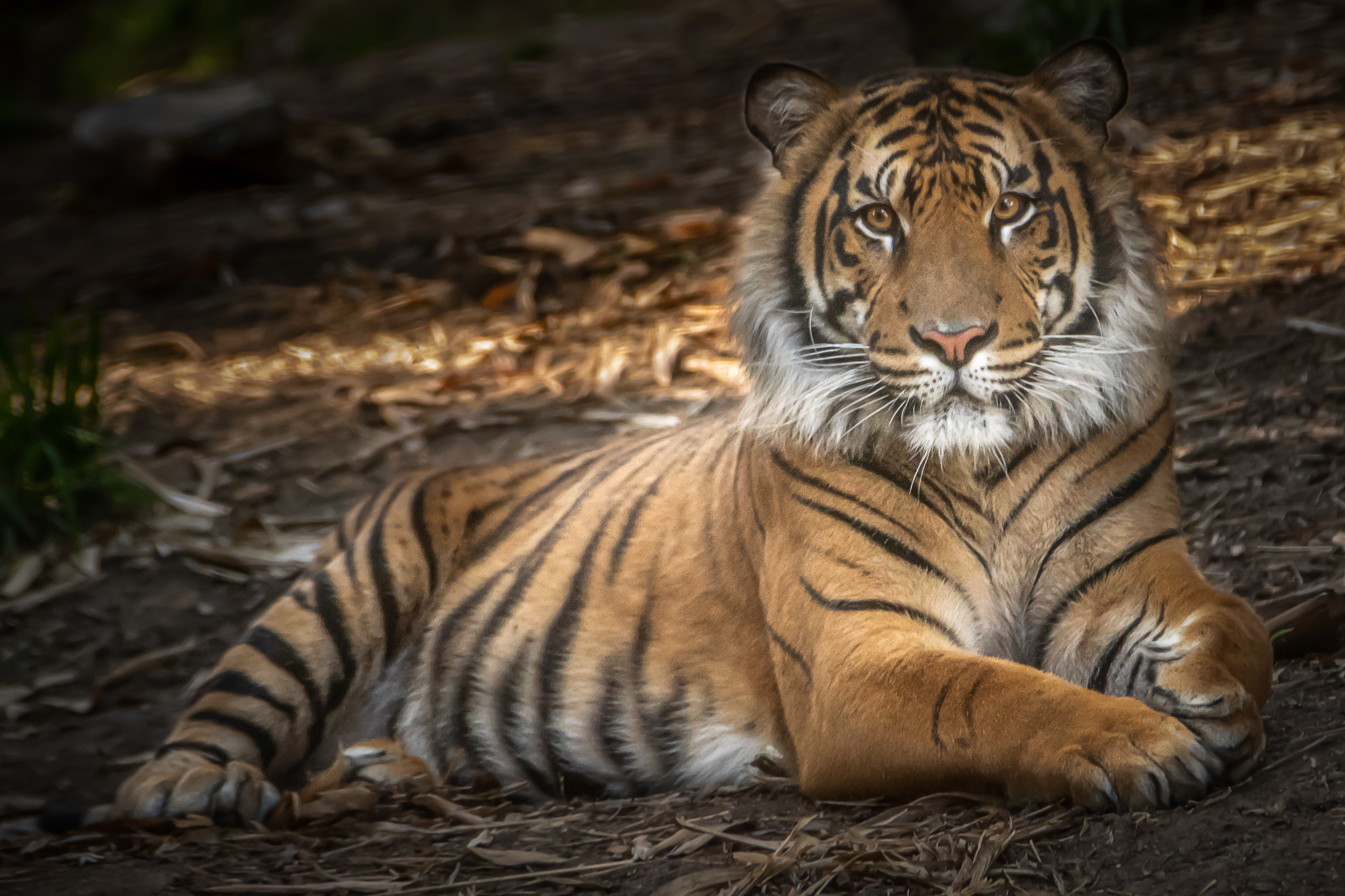 Free photo Tiger on vacation