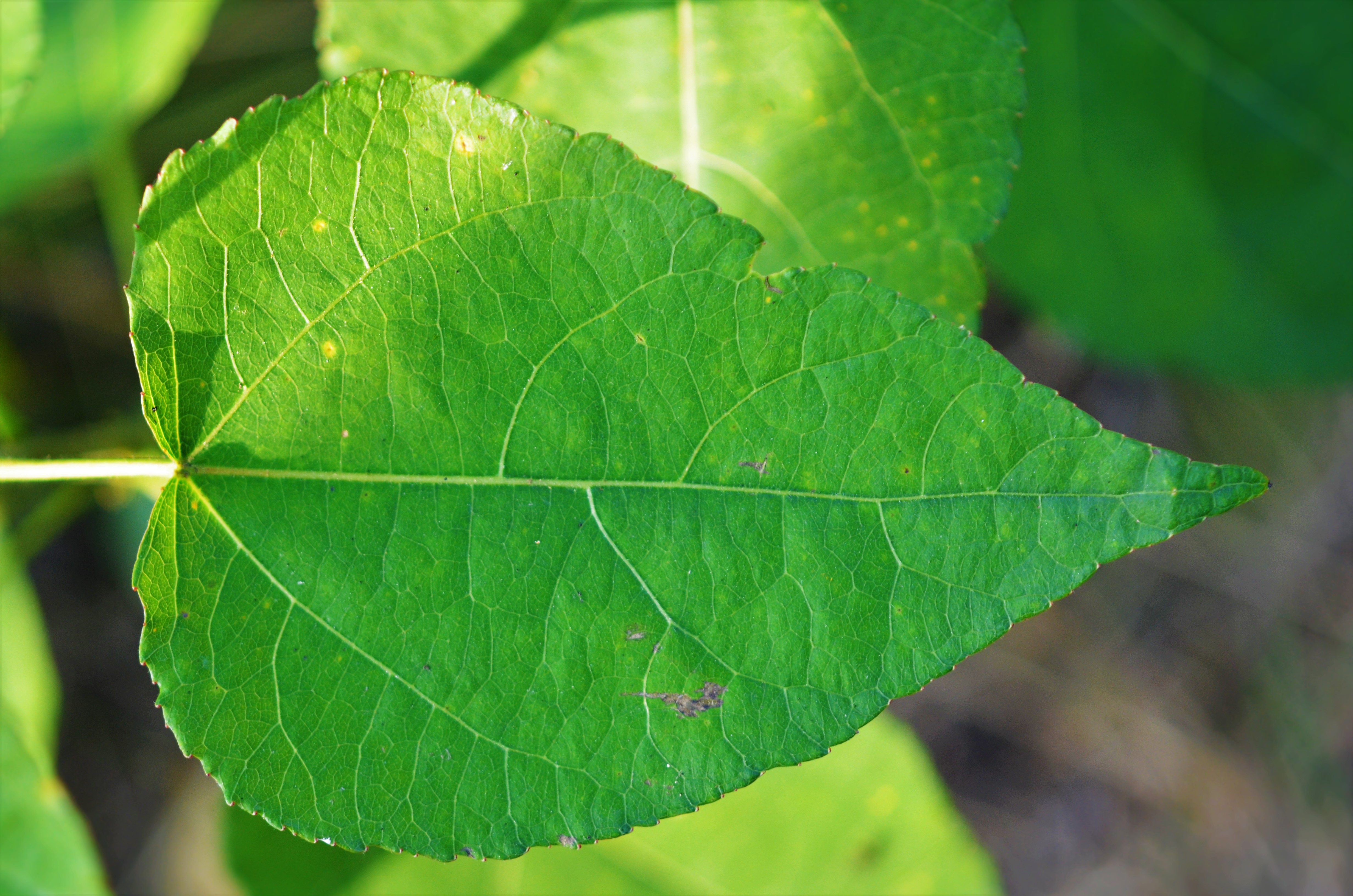 Free photo Green birch leaves