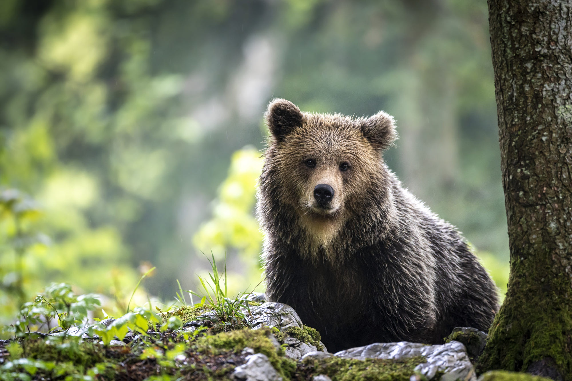 Free photo A brown bear after a hunt in the water looks at the camera