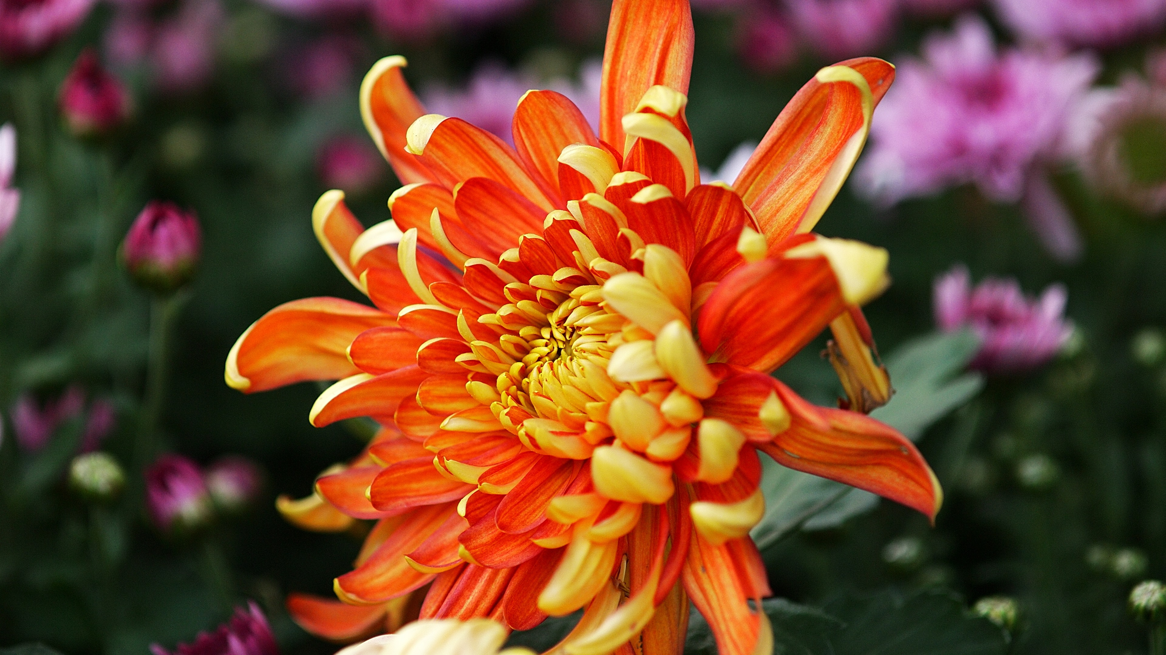 Wallpapers wallpaper chrysanthemum orange flowers boke on the desktop