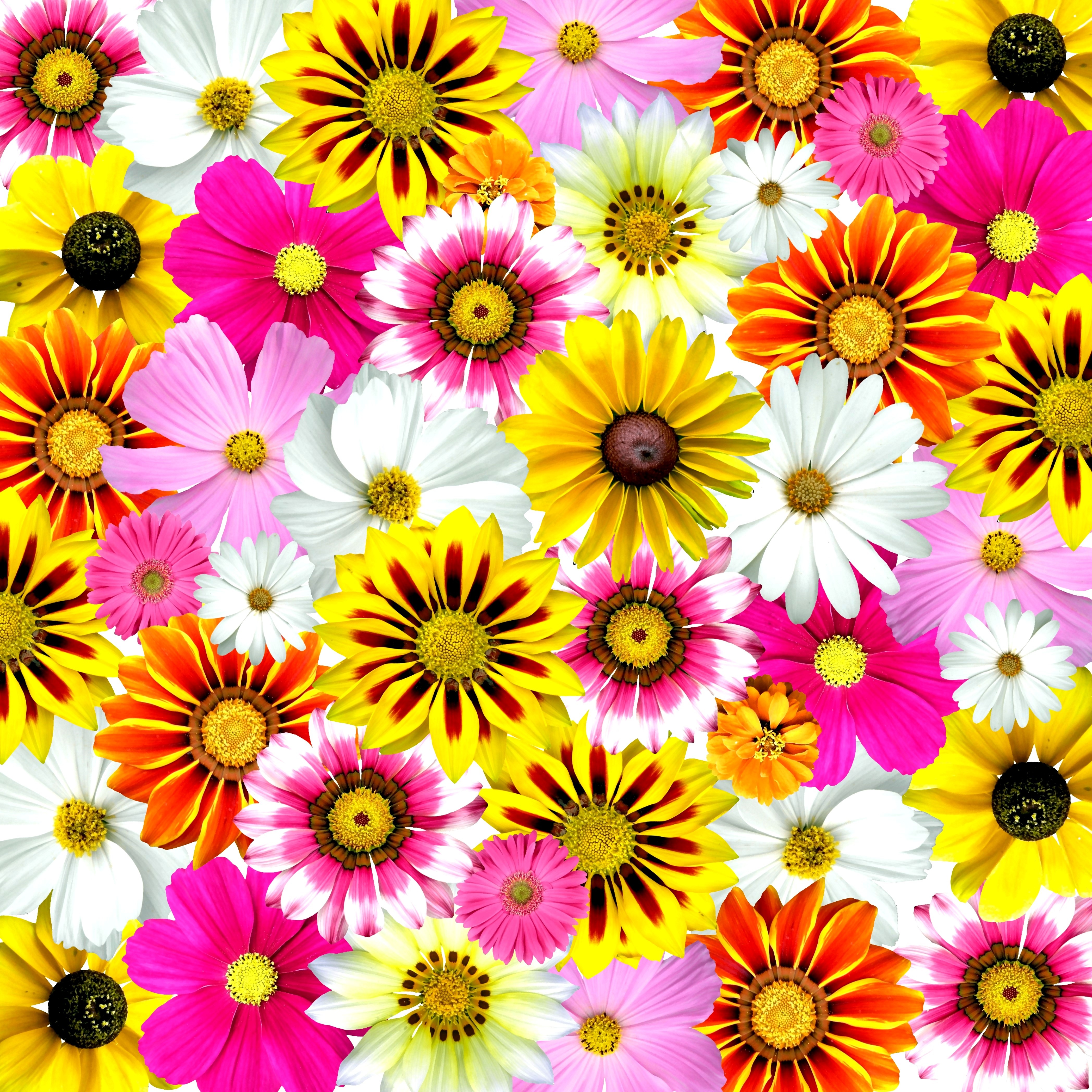 Wallpapers plant flower petal on the desktop