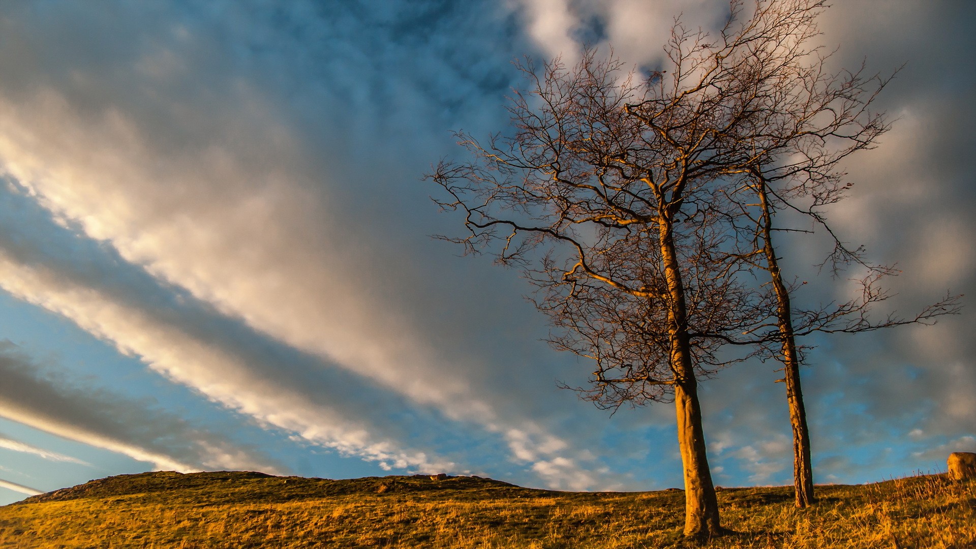 Облачное небо и деревья
