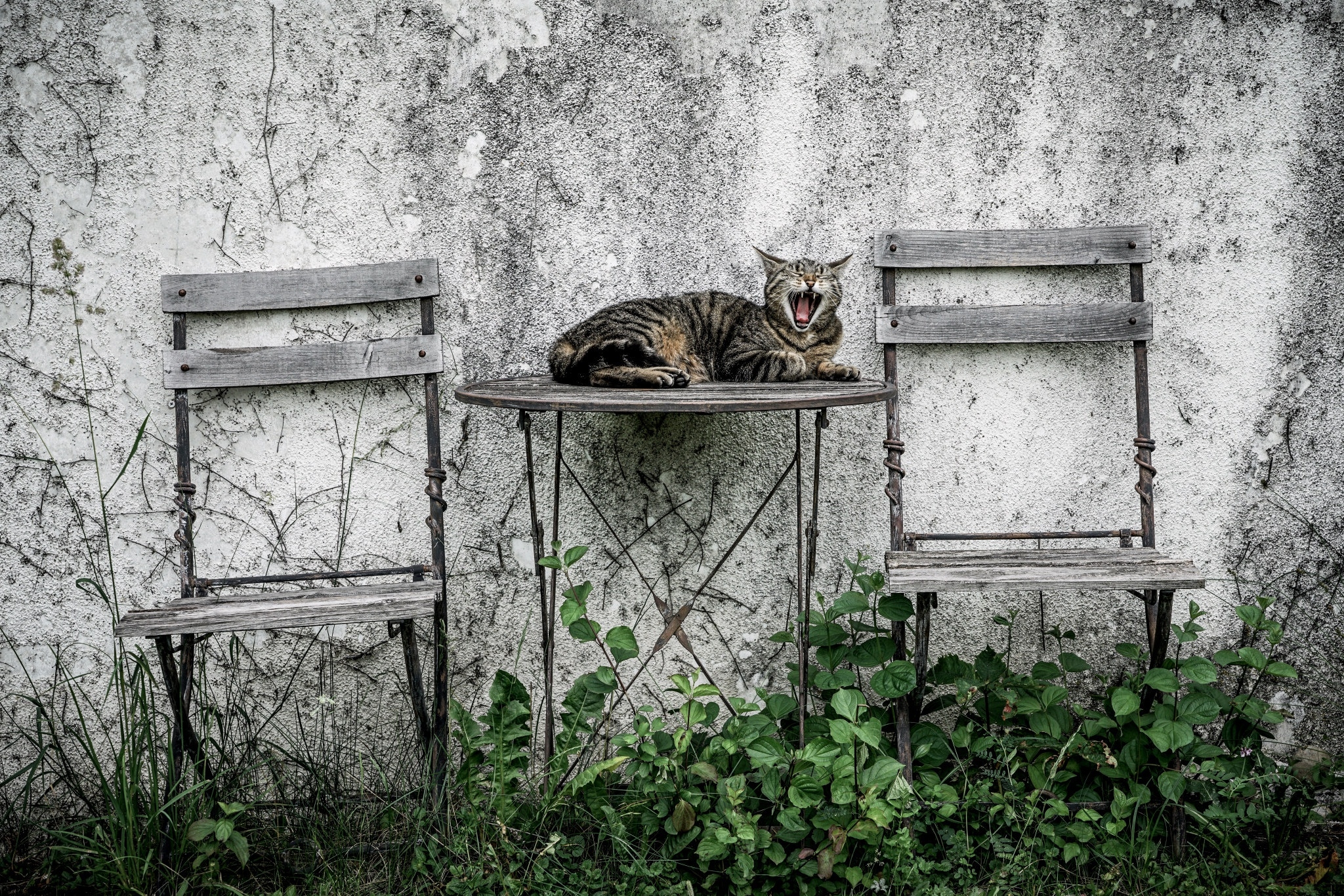 免费照片猫咪躺在后院的木桌上