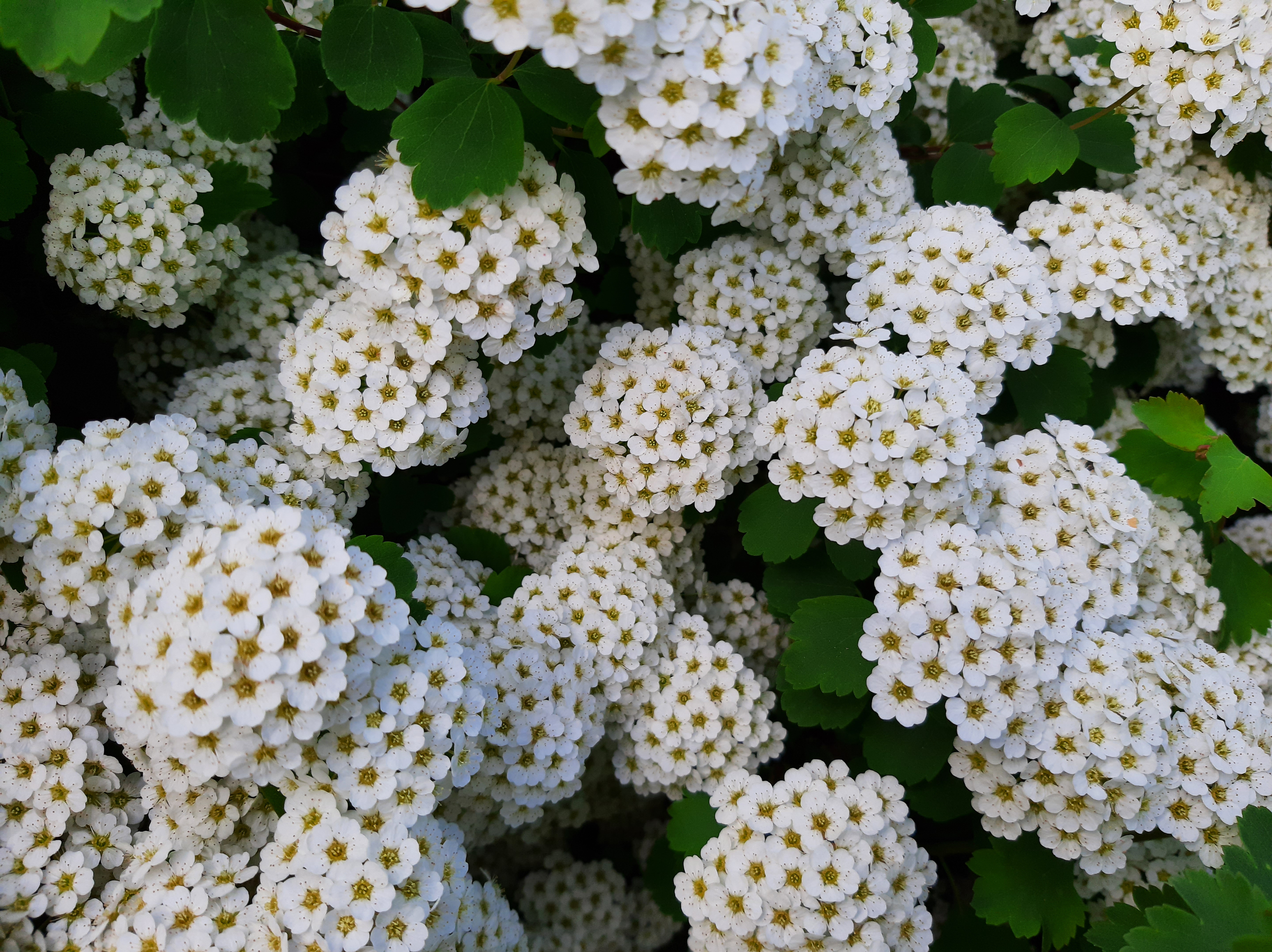 Spring shrub with beautiful white flowers