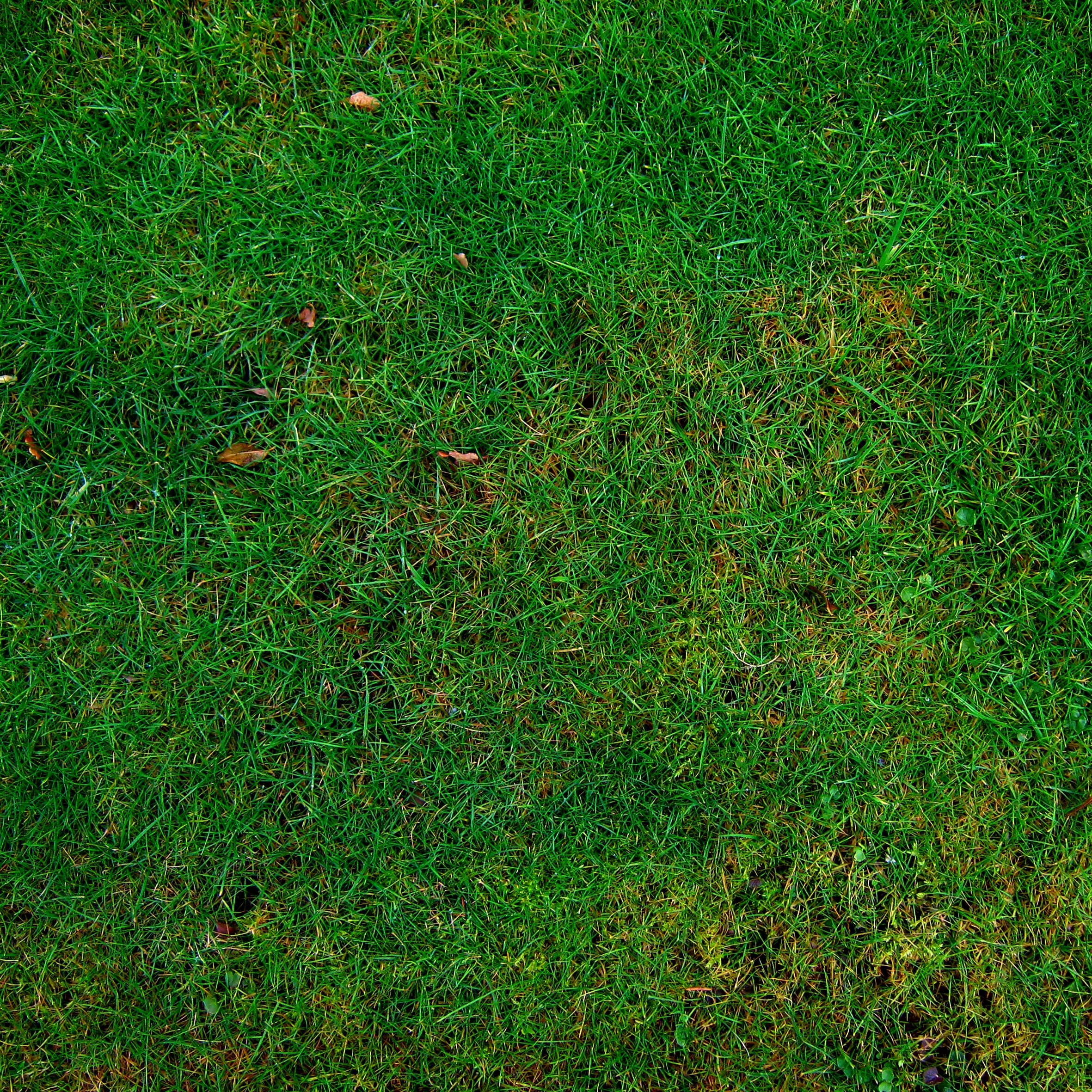 Wallpapers grass structure plant on the desktop