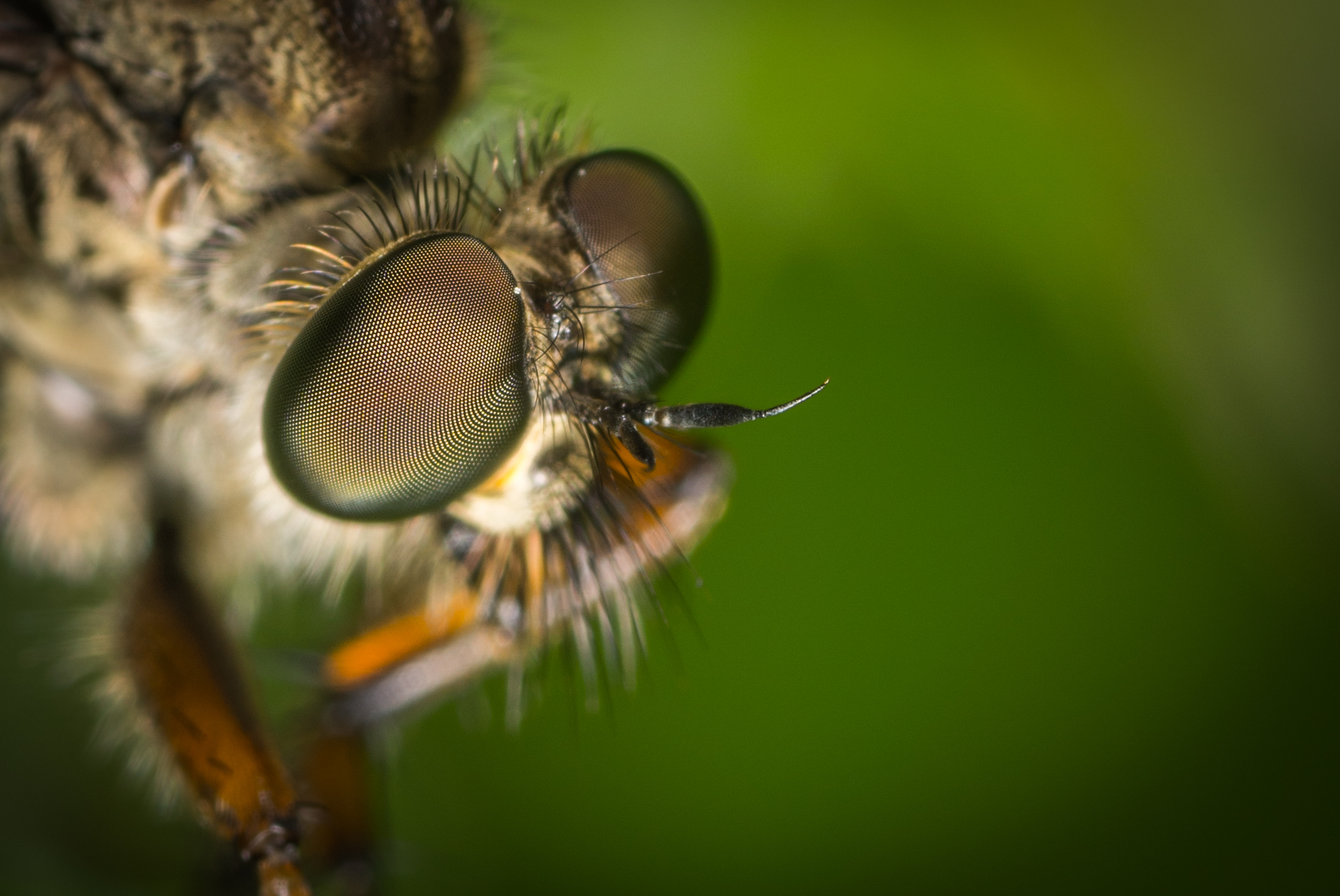 Free photo Close-up of a bee`s eyes