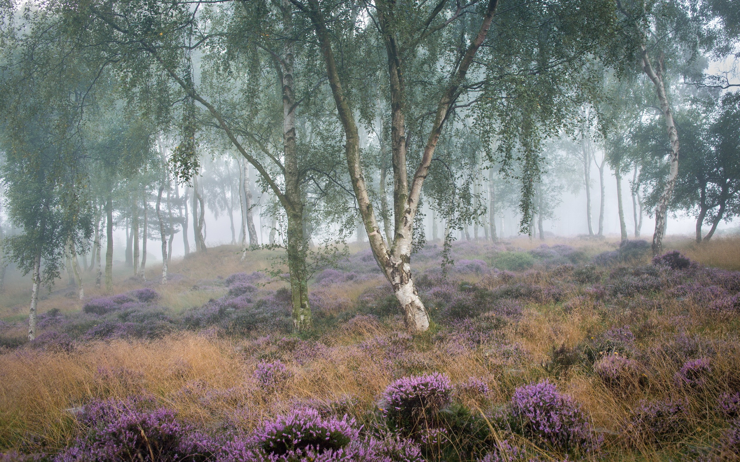 Free photo Wallpaper fog in the woods