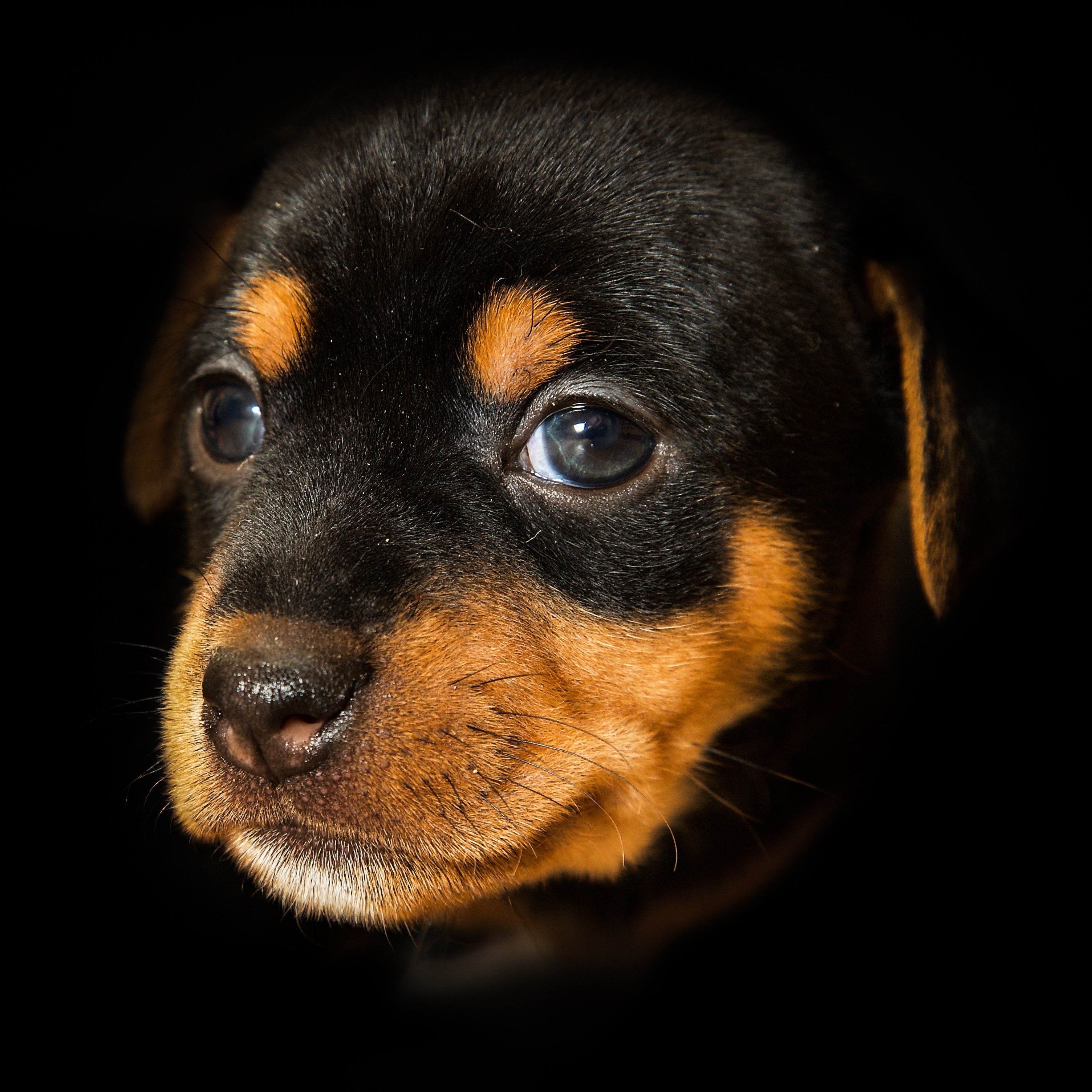 Wallpapers Patterdale Terrier pup dog on the desktop