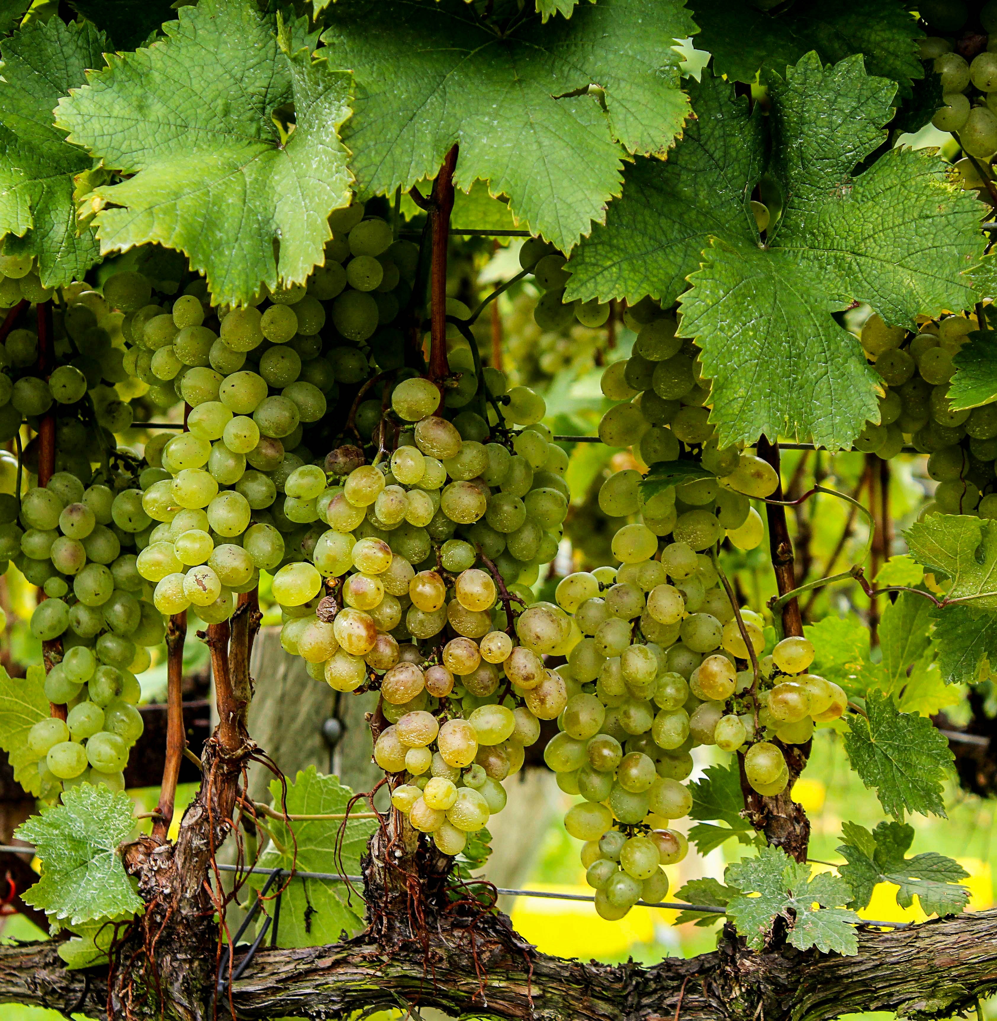 Бесплатное фото Кусты с виноградом