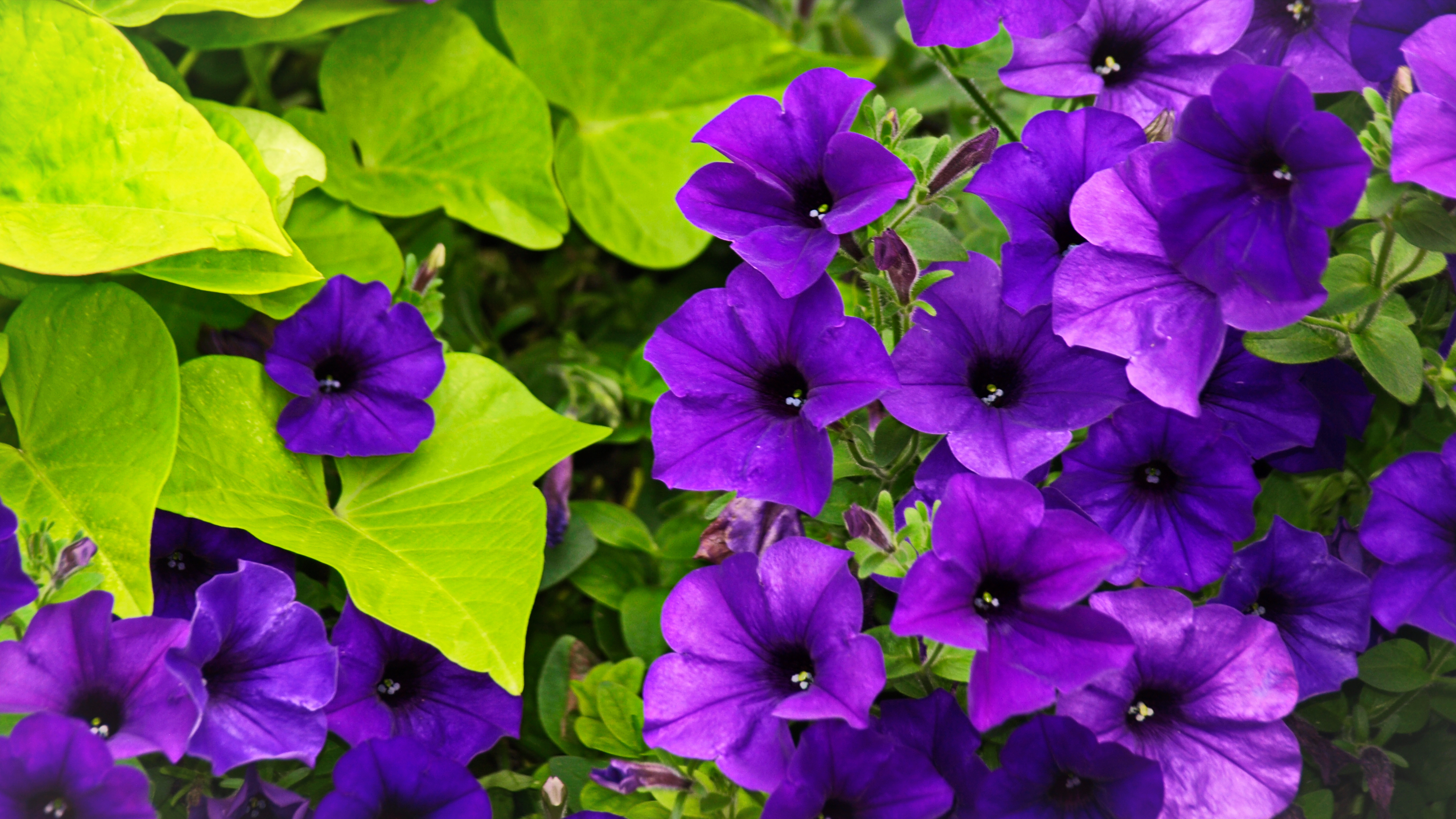 灌木，开紫色的花