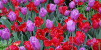 Цветущие тюльпаны