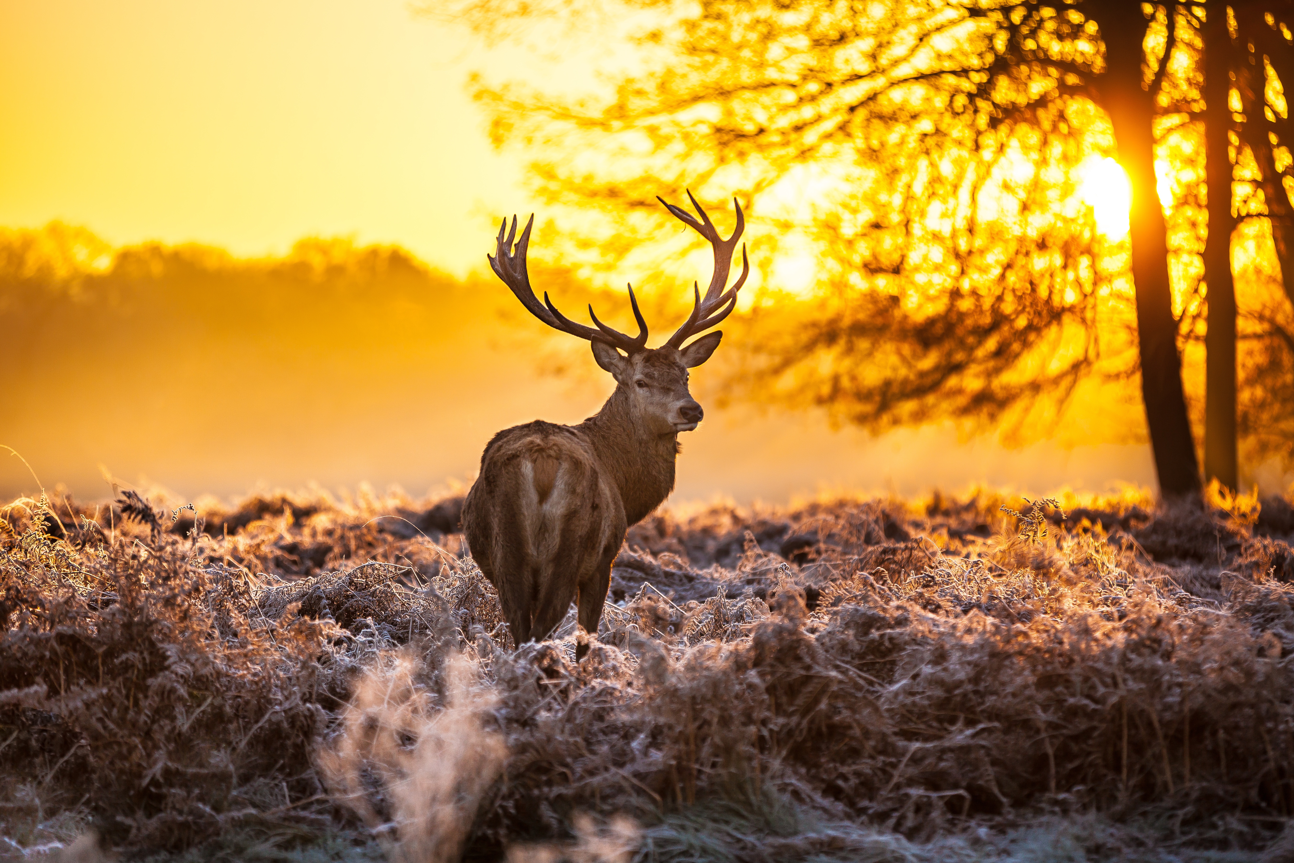 Free photo A deer on a frosty morning in a forest clearing.